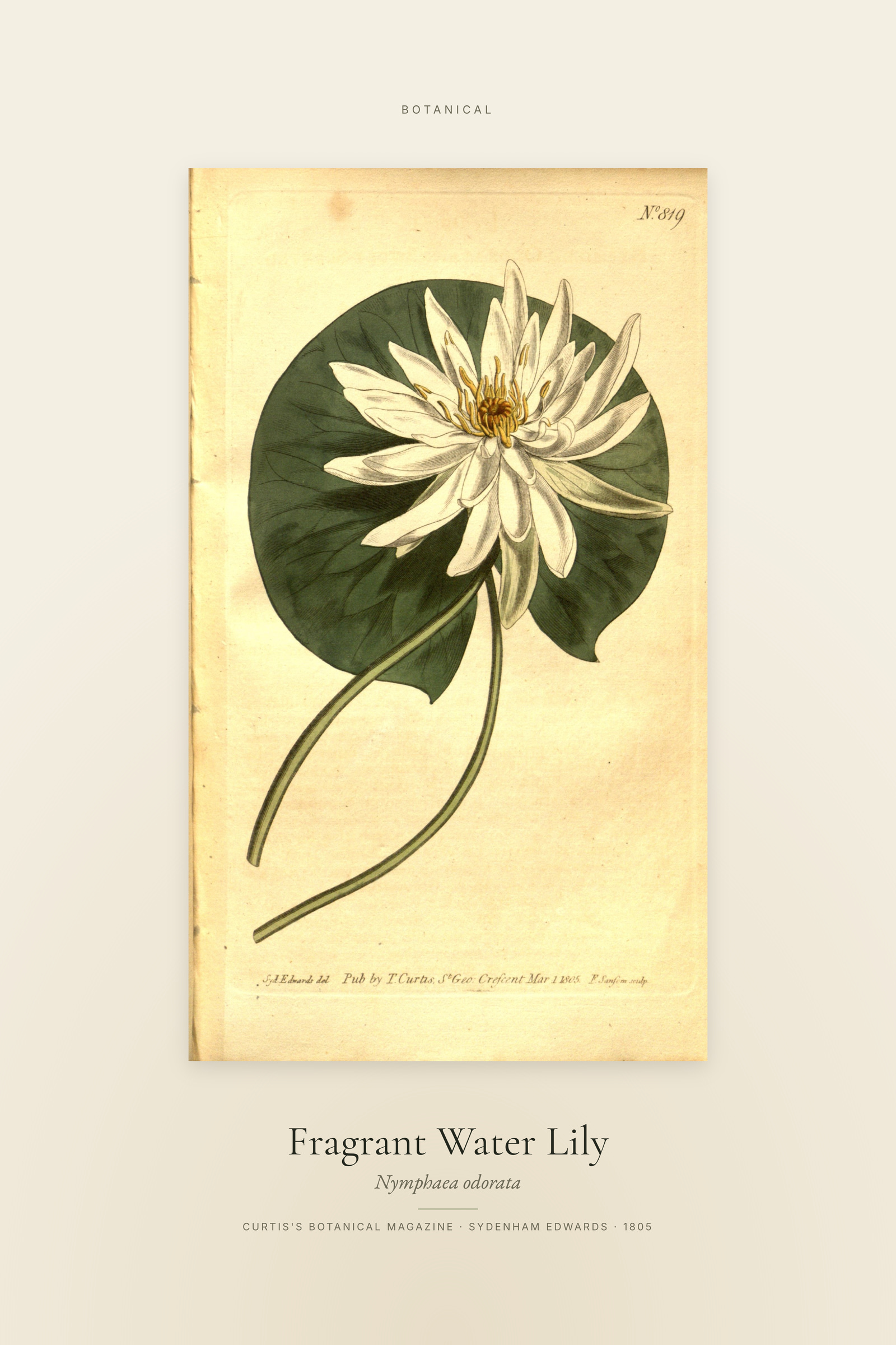 Fragrant Water Lily — Specimen