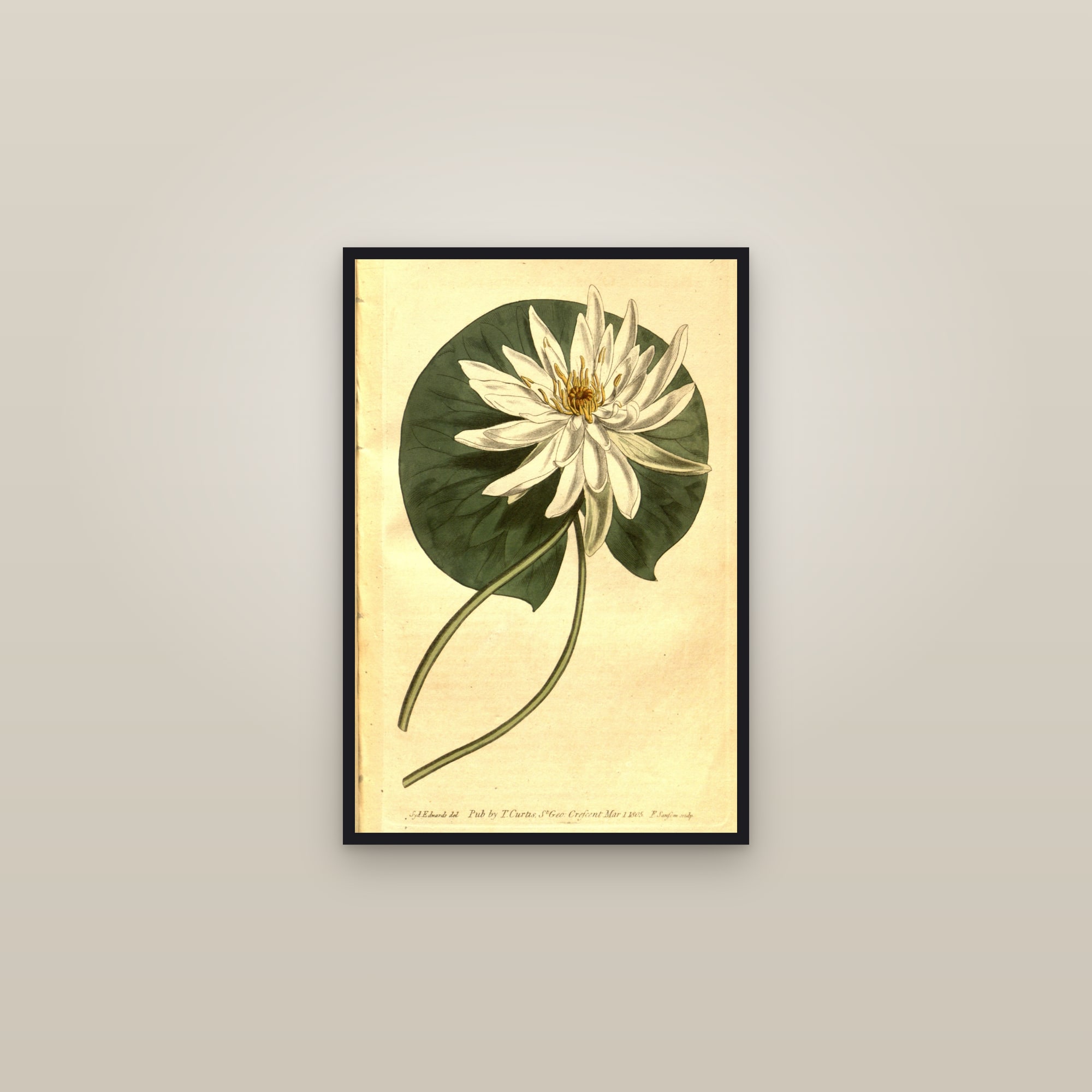 Fragrant Water Lily — framed in a gallery setting