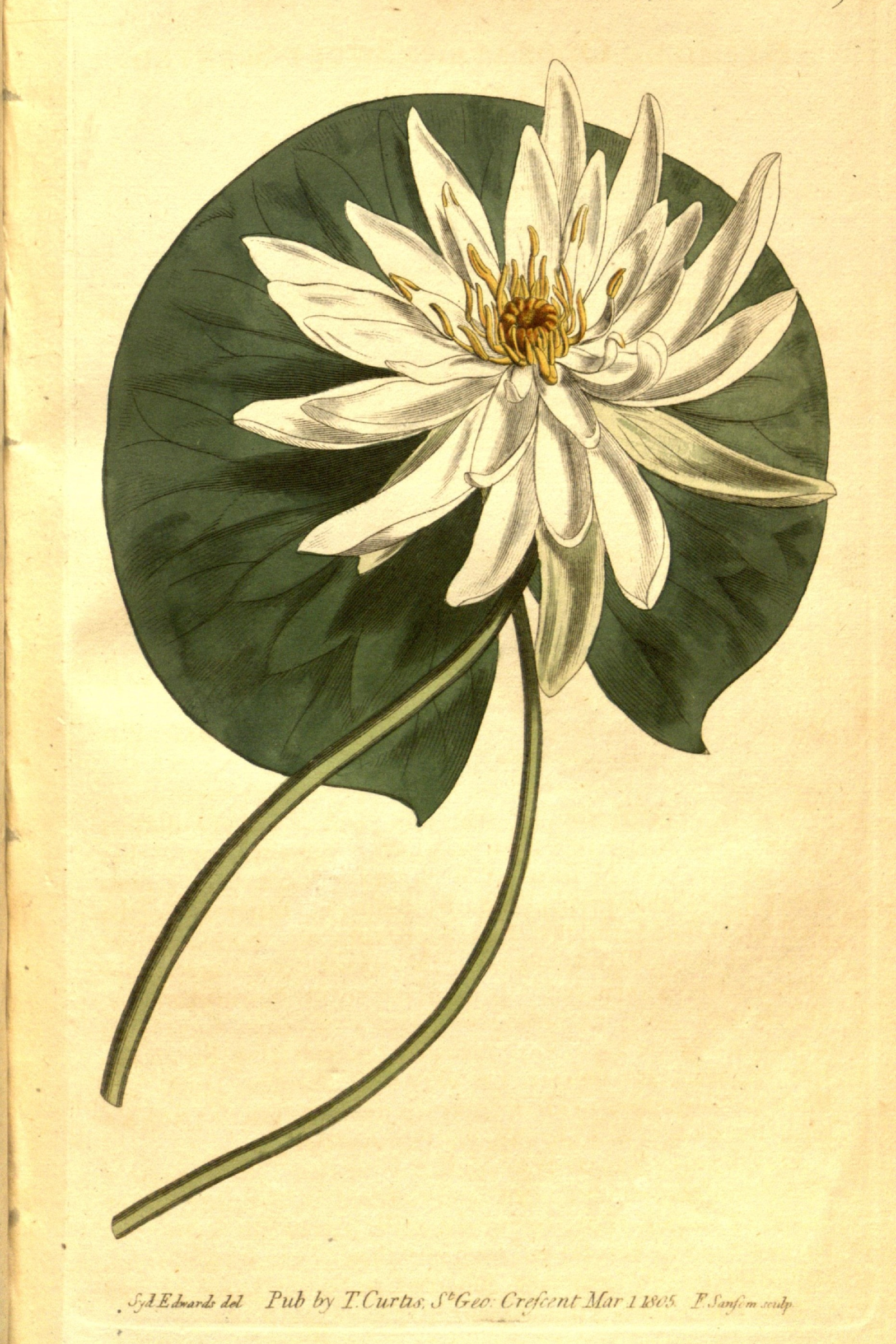 Fragrant Water Lily