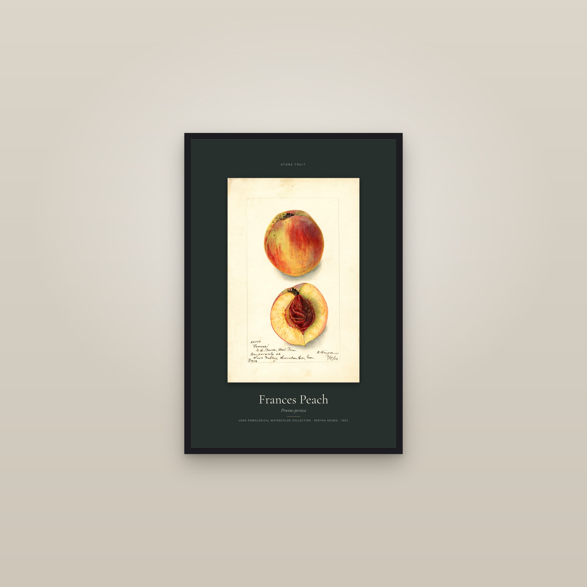 Frances Peach — Specimen — framed in a gallery setting