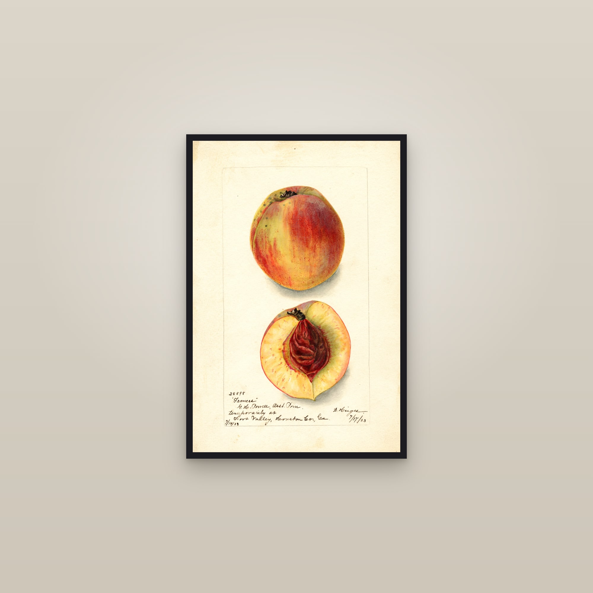 Frances Peach — framed in a gallery setting