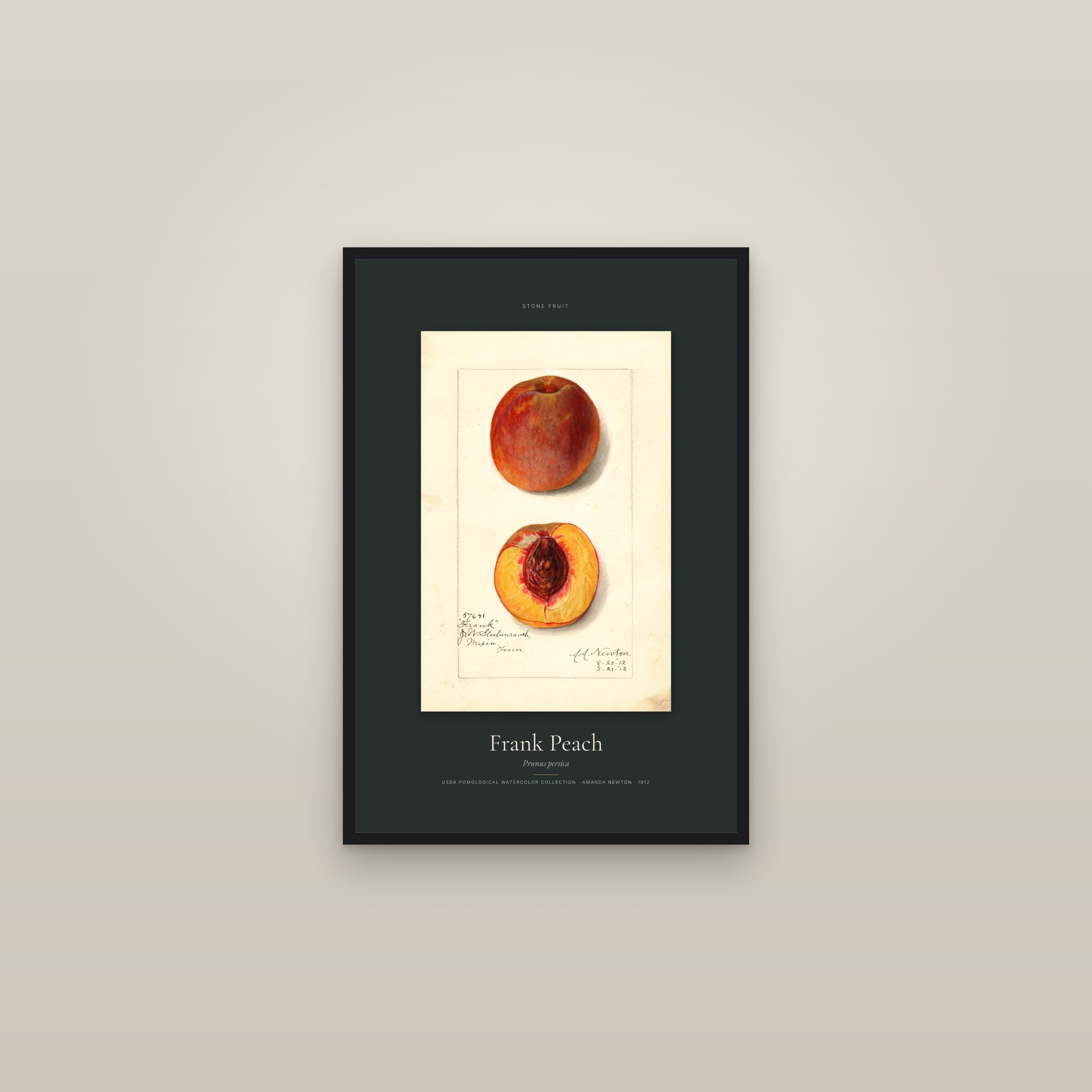 Frank Peach — Specimen — framed in a gallery setting