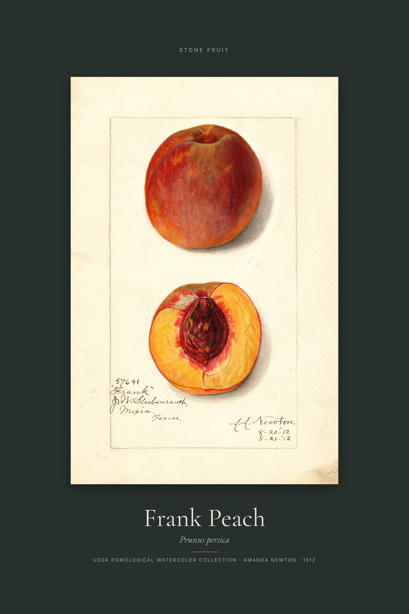 Frank Peach — Specimen