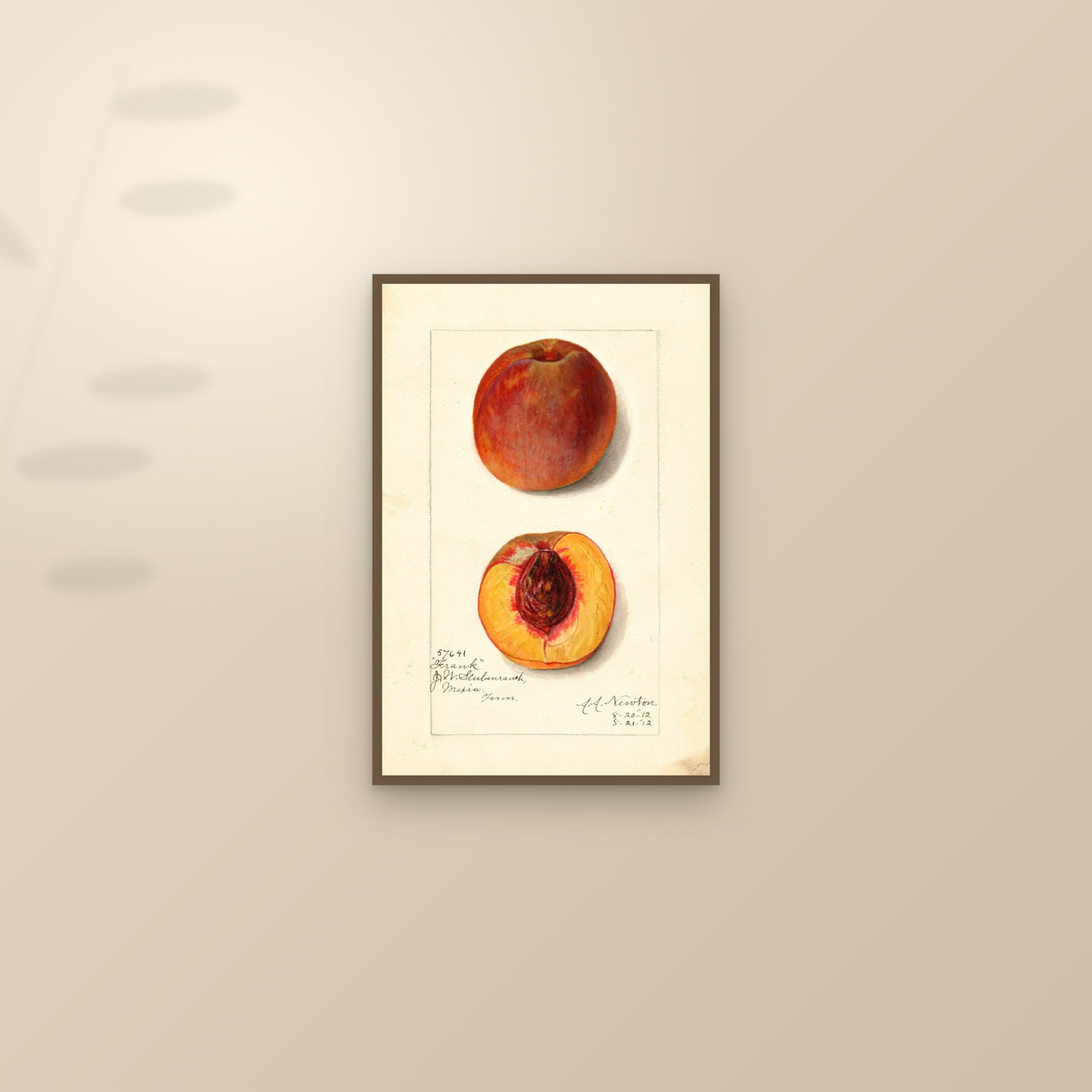 Frank Peach — framed and styled on a sunlit wall