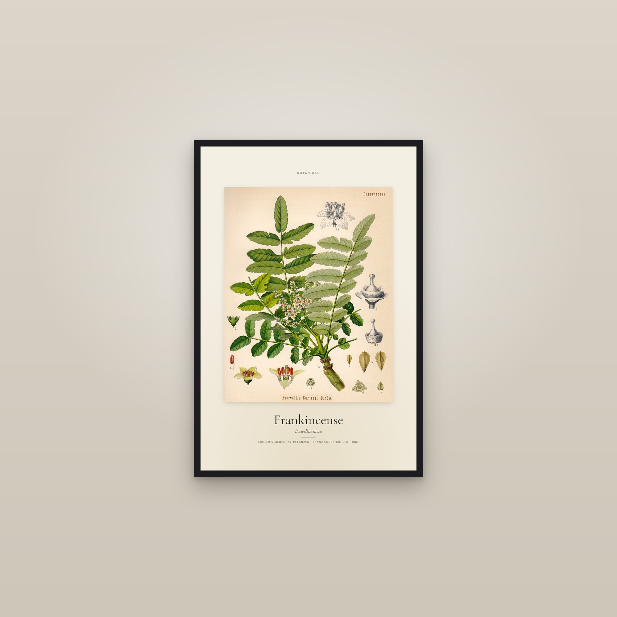 Frankincense — Specimen