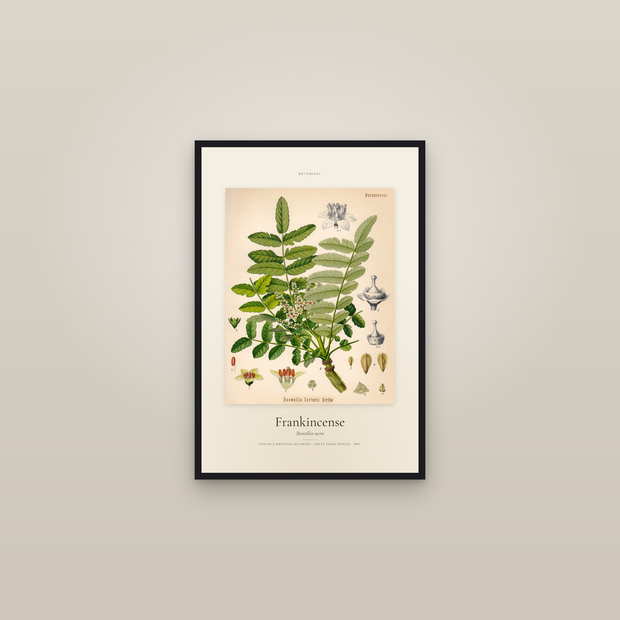 Frankincense — Specimen — framed in a gallery setting