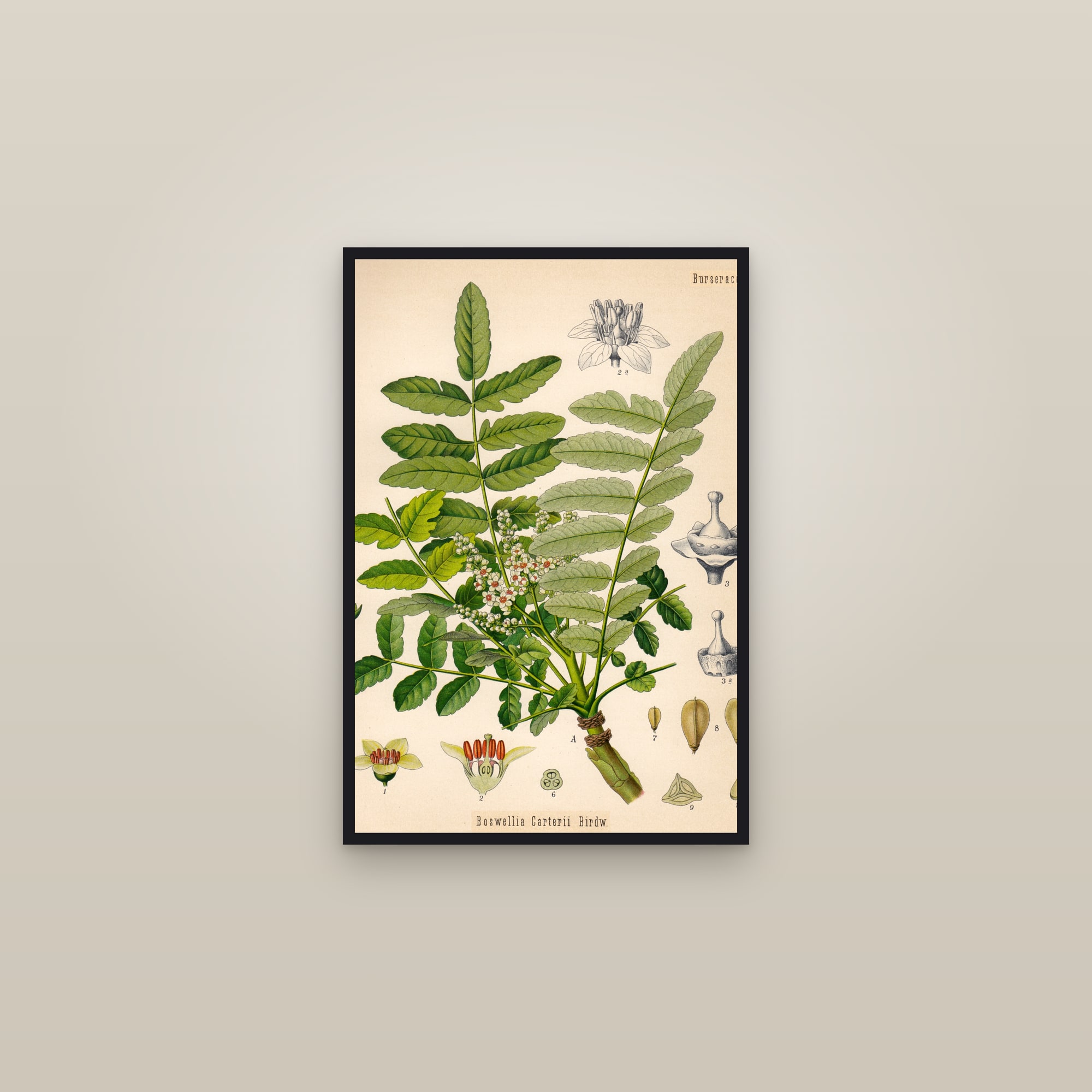 Frankincense — framed in a gallery setting