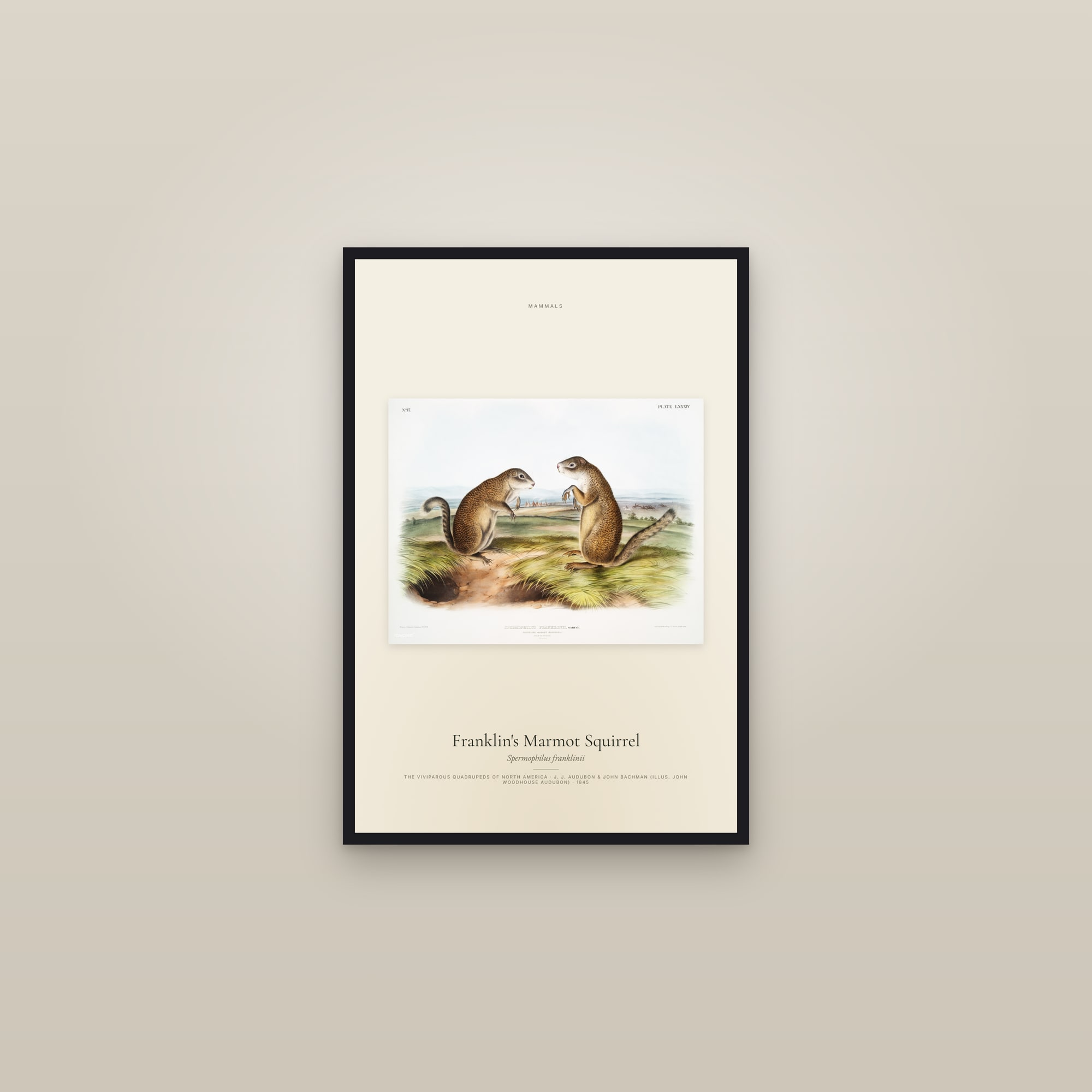Franklin's Marmot Squirrel — framed in a gallery setting