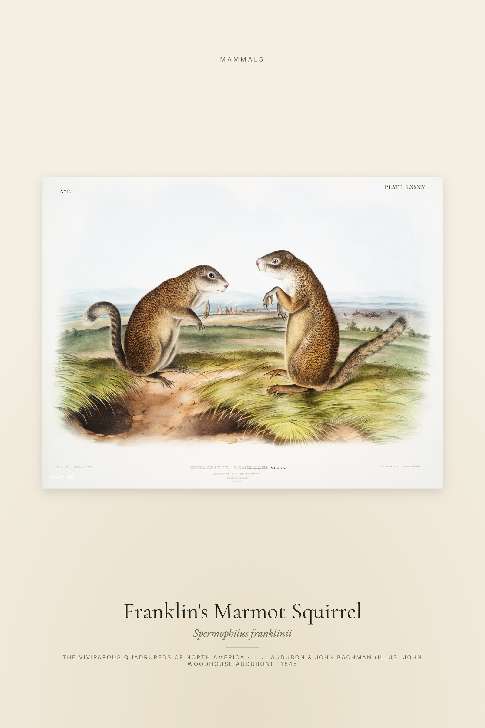 Franklin's Marmot Squirrel