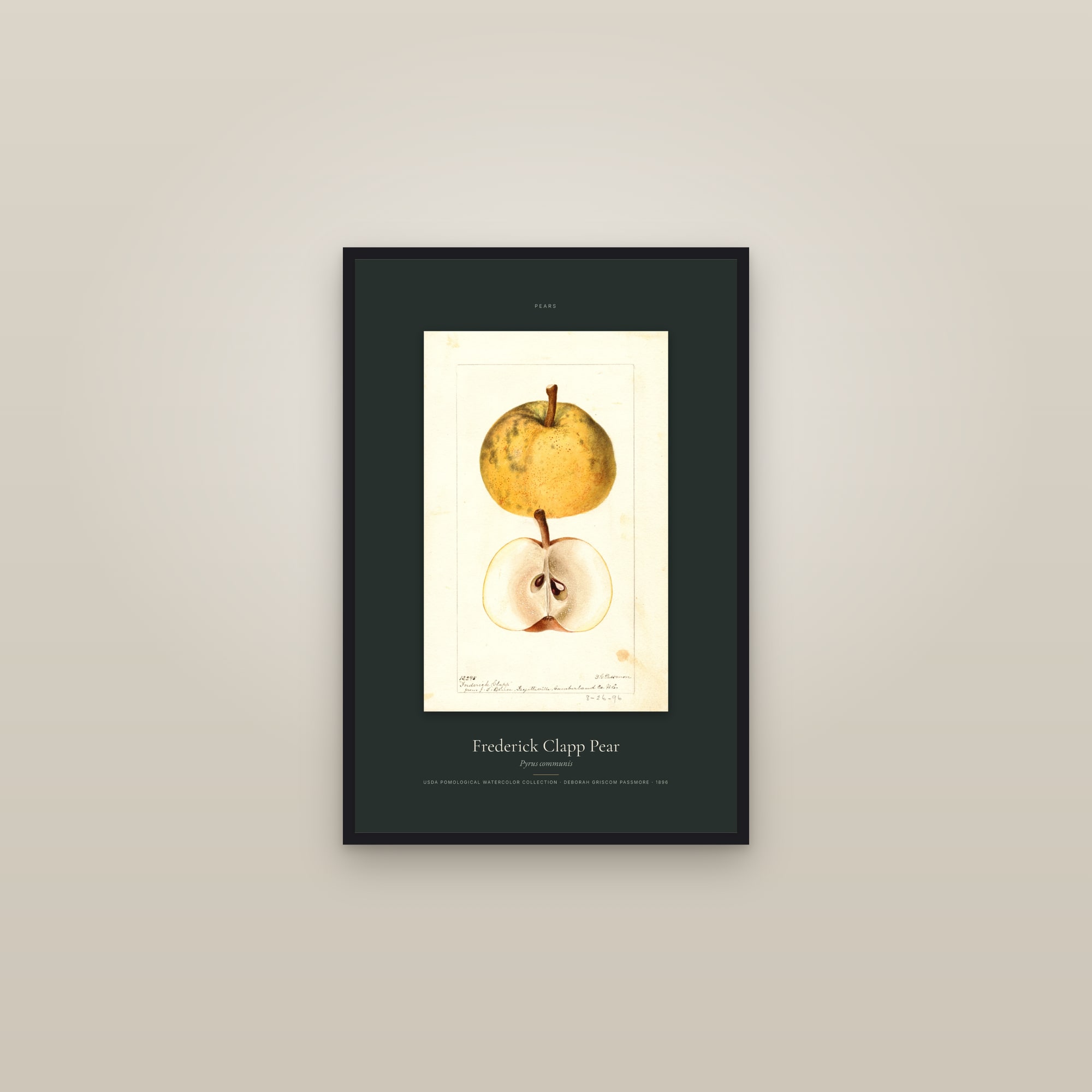 Frederick Clapp Pear — Specimen — framed in a gallery setting