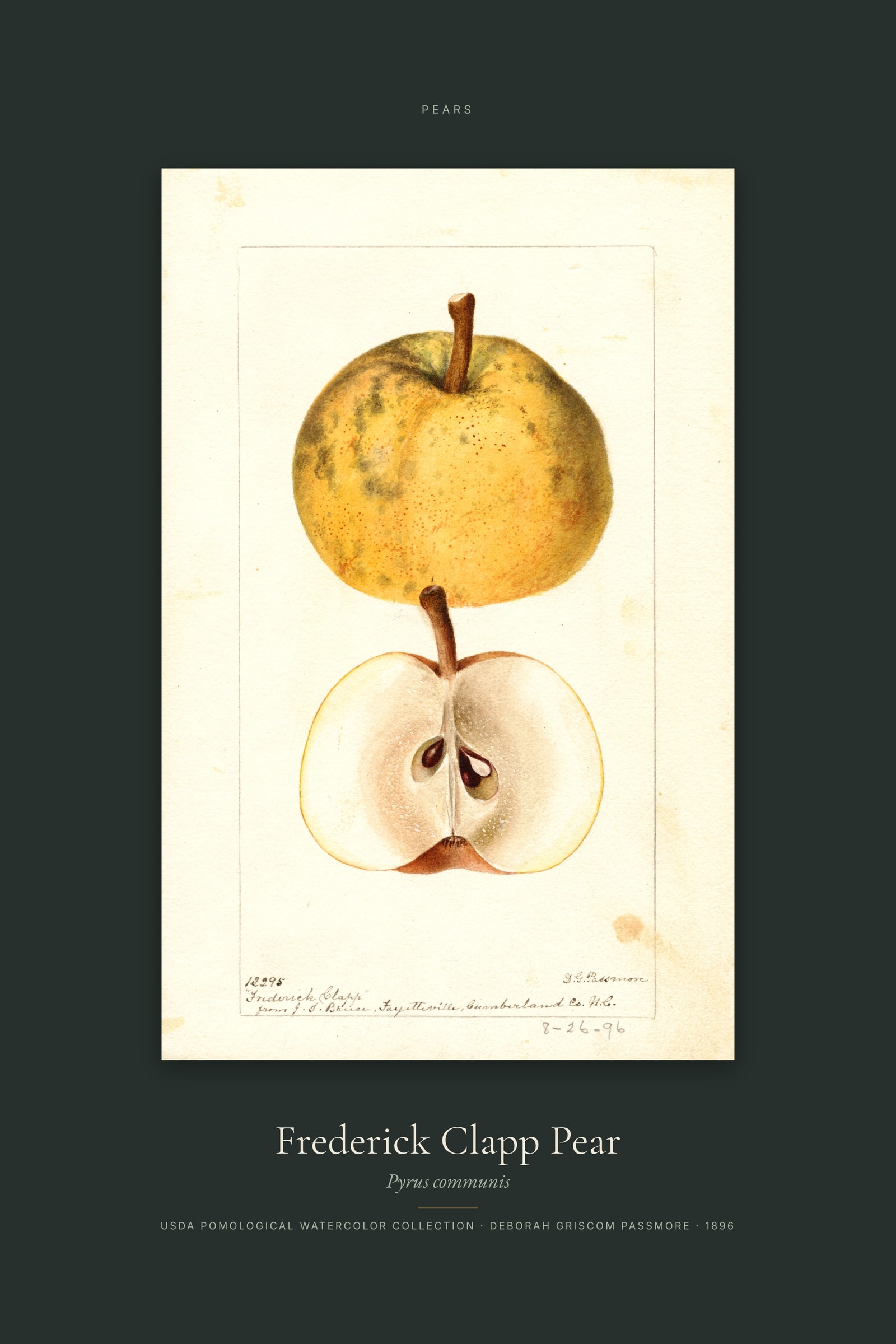 Frederick Clapp Pear — Specimen