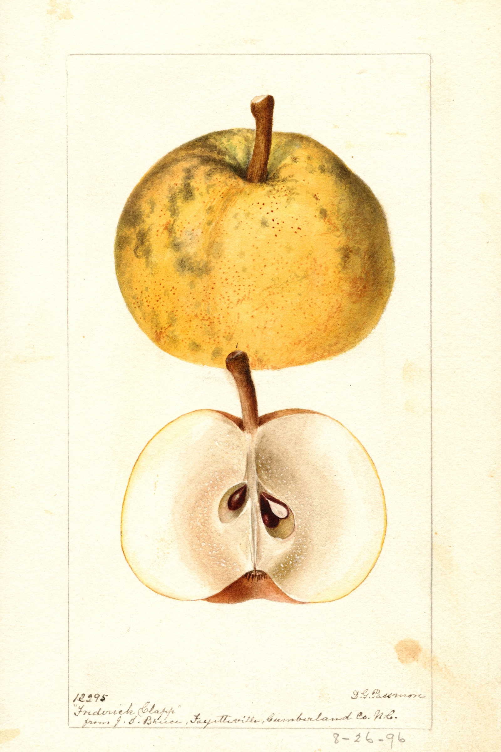 Frederick Clapp Pear