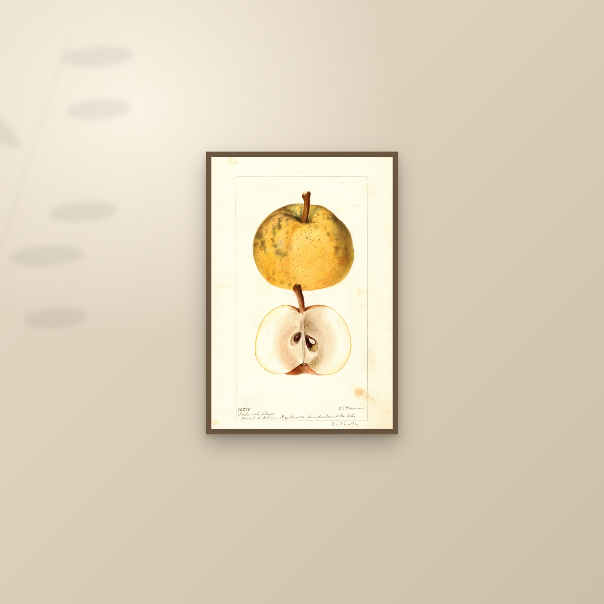 Frederick Clapp Pear — framed and styled on a sunlit wall