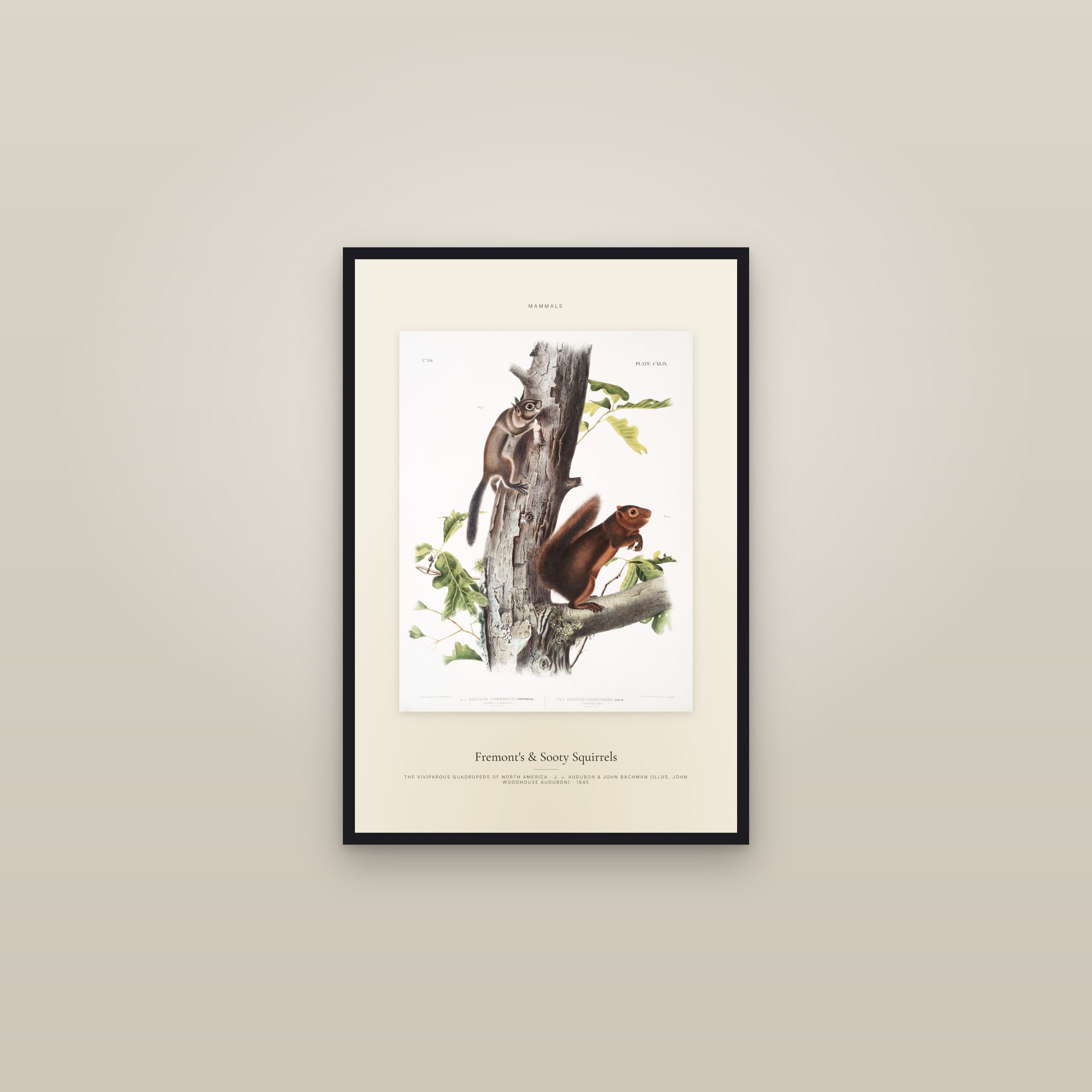 Fremont's & Sooty Squirrels — Specimen — framed in a gallery setting