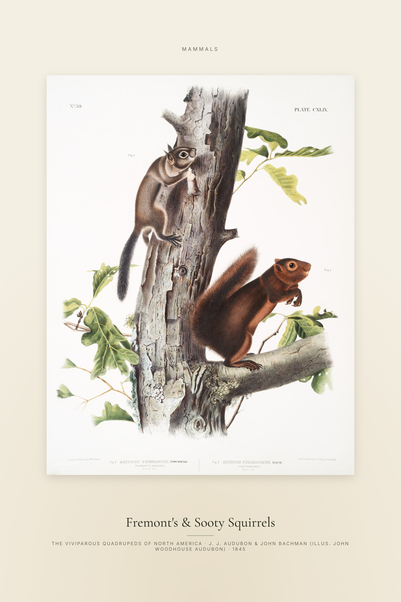 Fremont's & Sooty Squirrels — Specimen