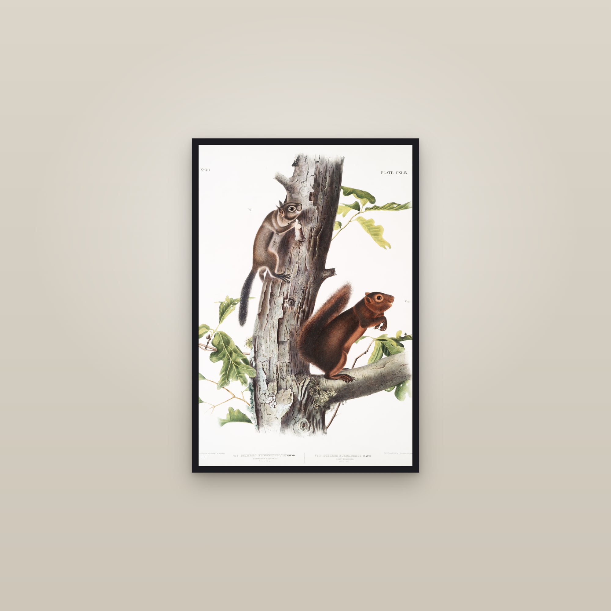 Fremont's & Sooty Squirrels — framed in a gallery setting