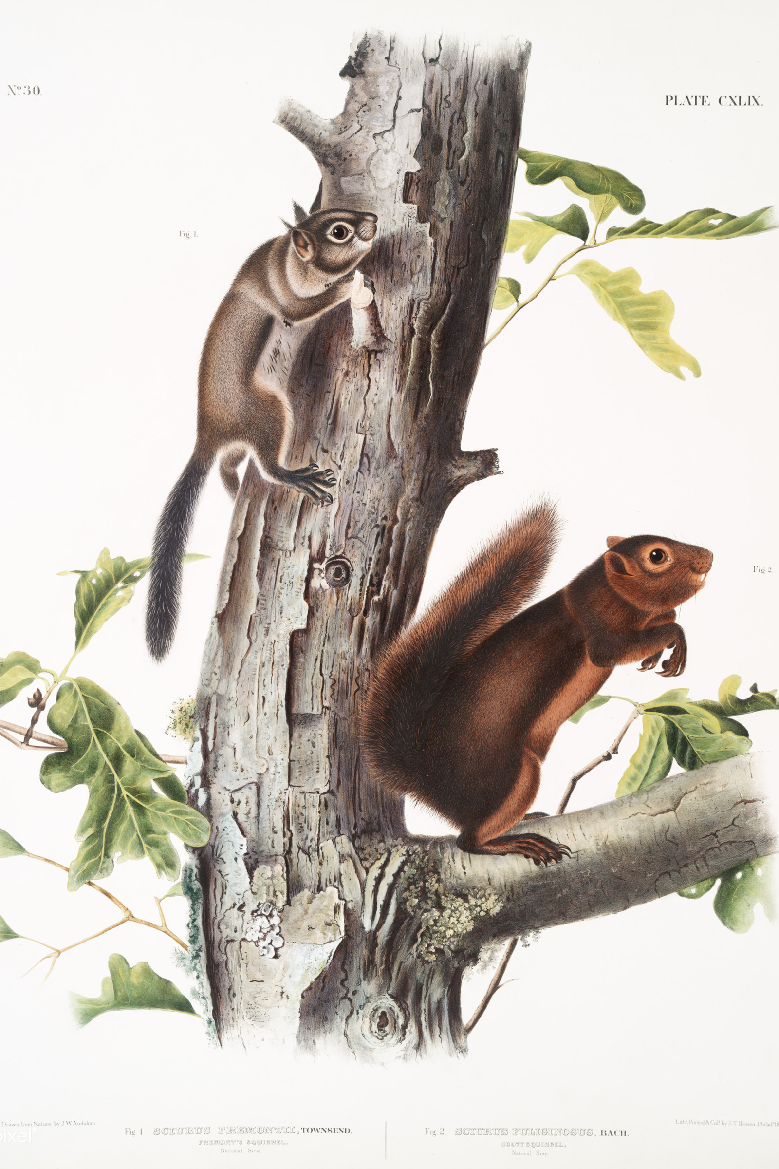 Fremont's & Sooty Squirrels