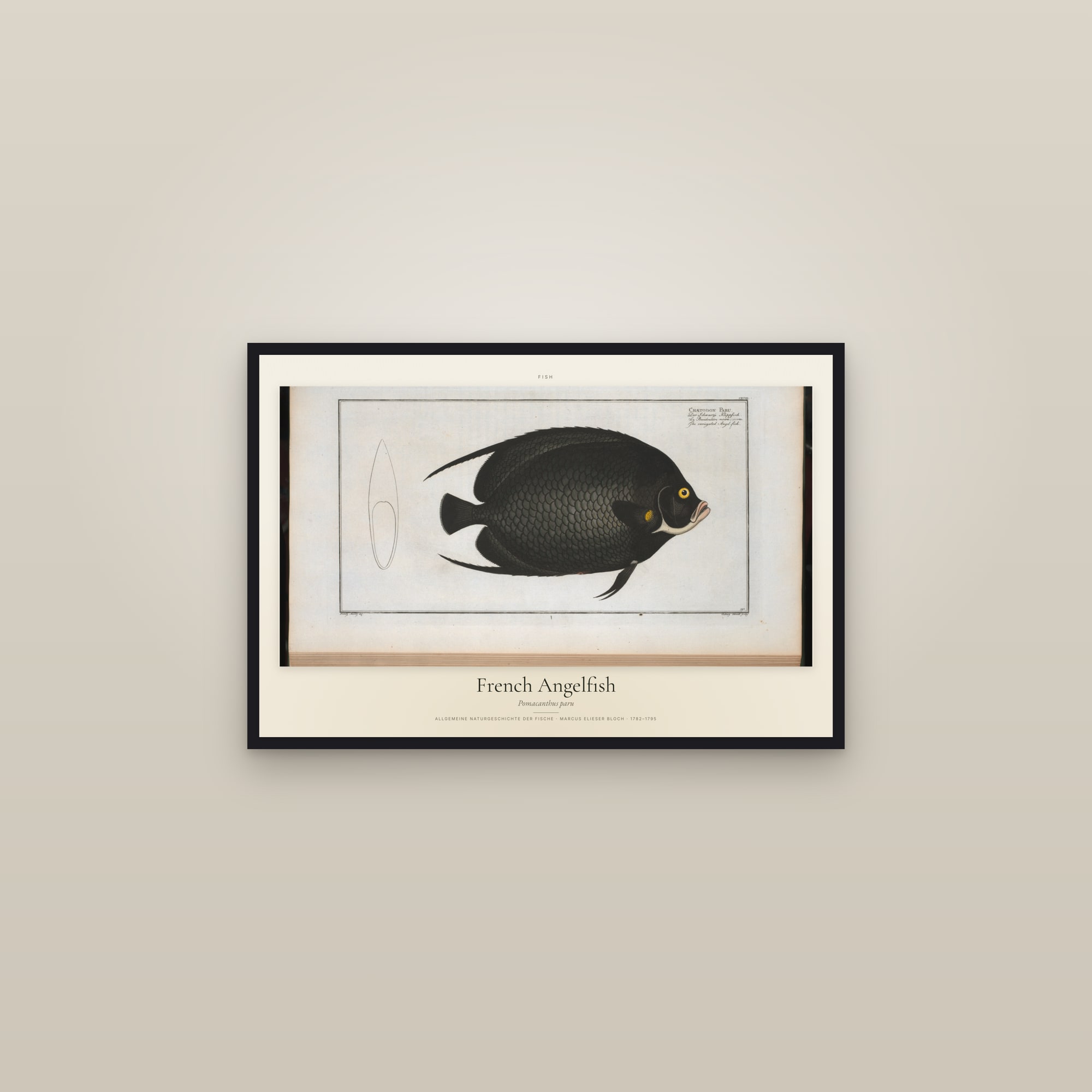 French Angelfish — framed in a gallery setting