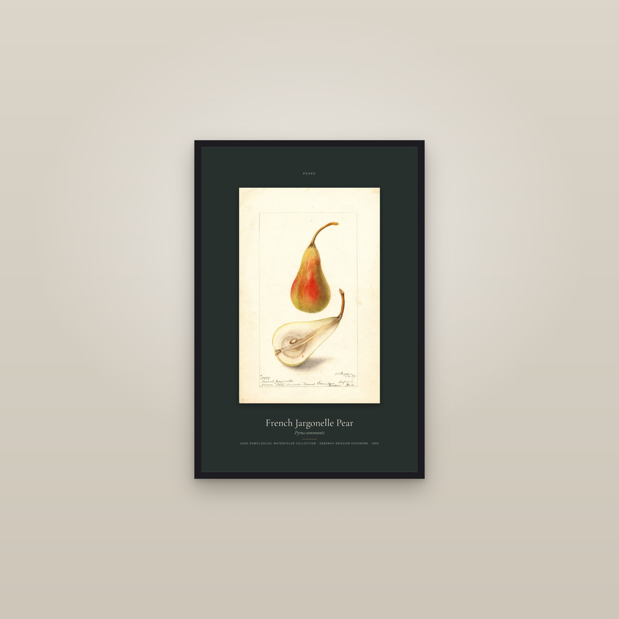 French Jargonelle Pear — Specimen — framed in a gallery setting