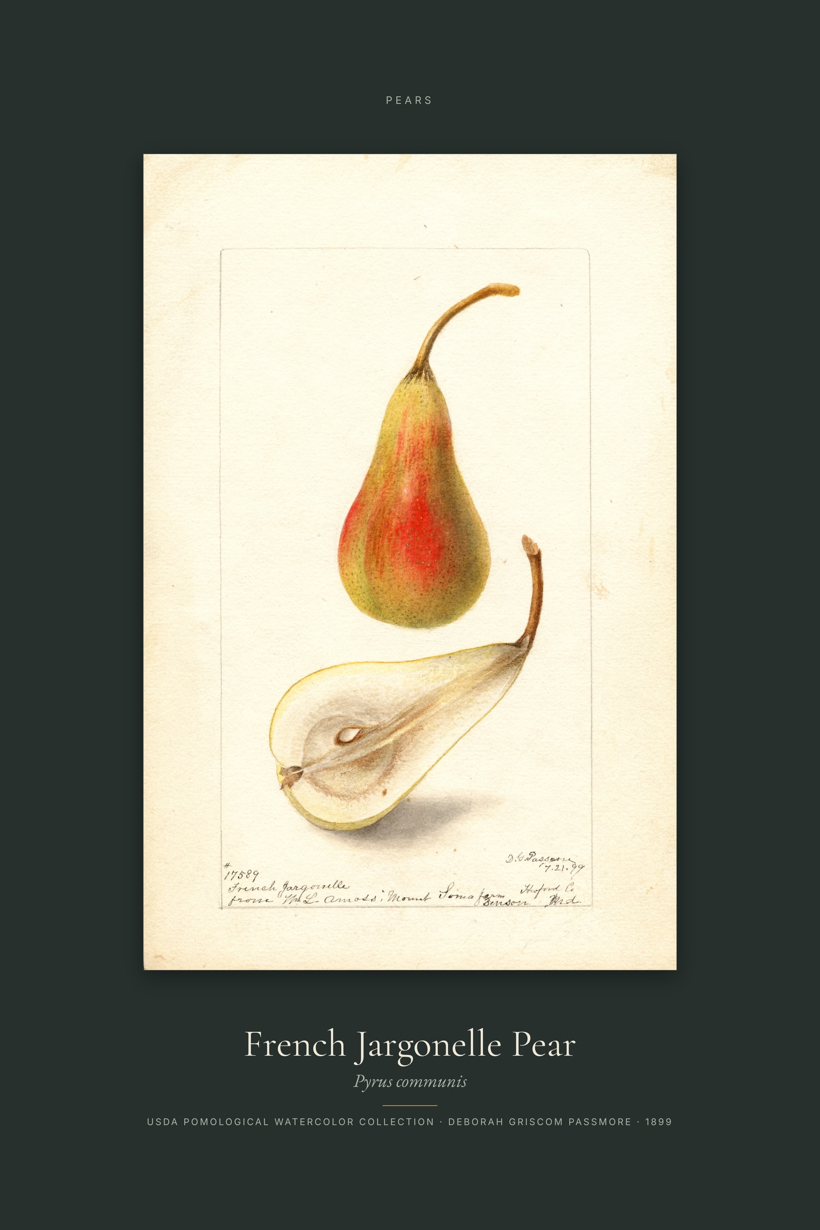 French Jargonelle Pear — Specimen