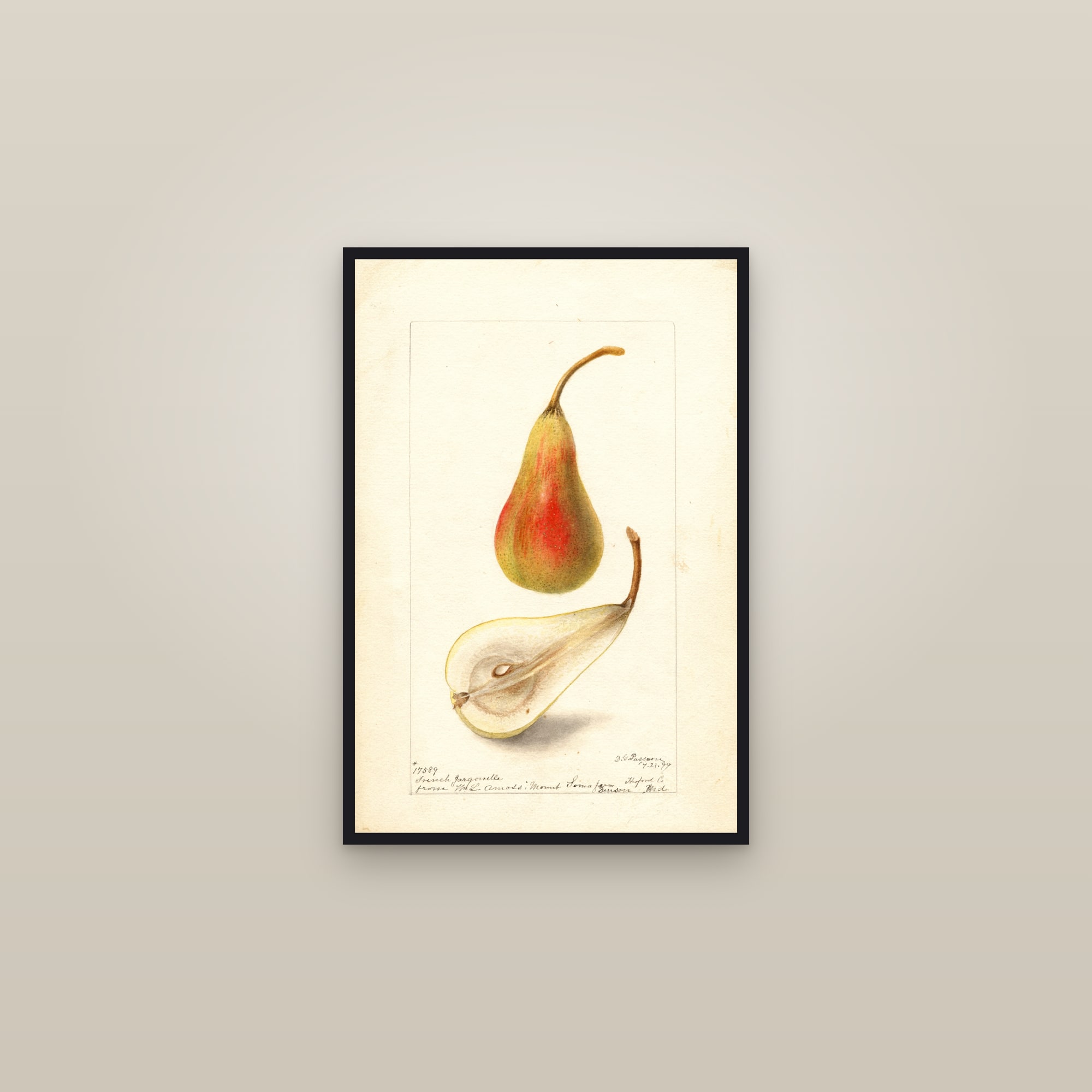 French Jargonelle Pear — framed in a gallery setting