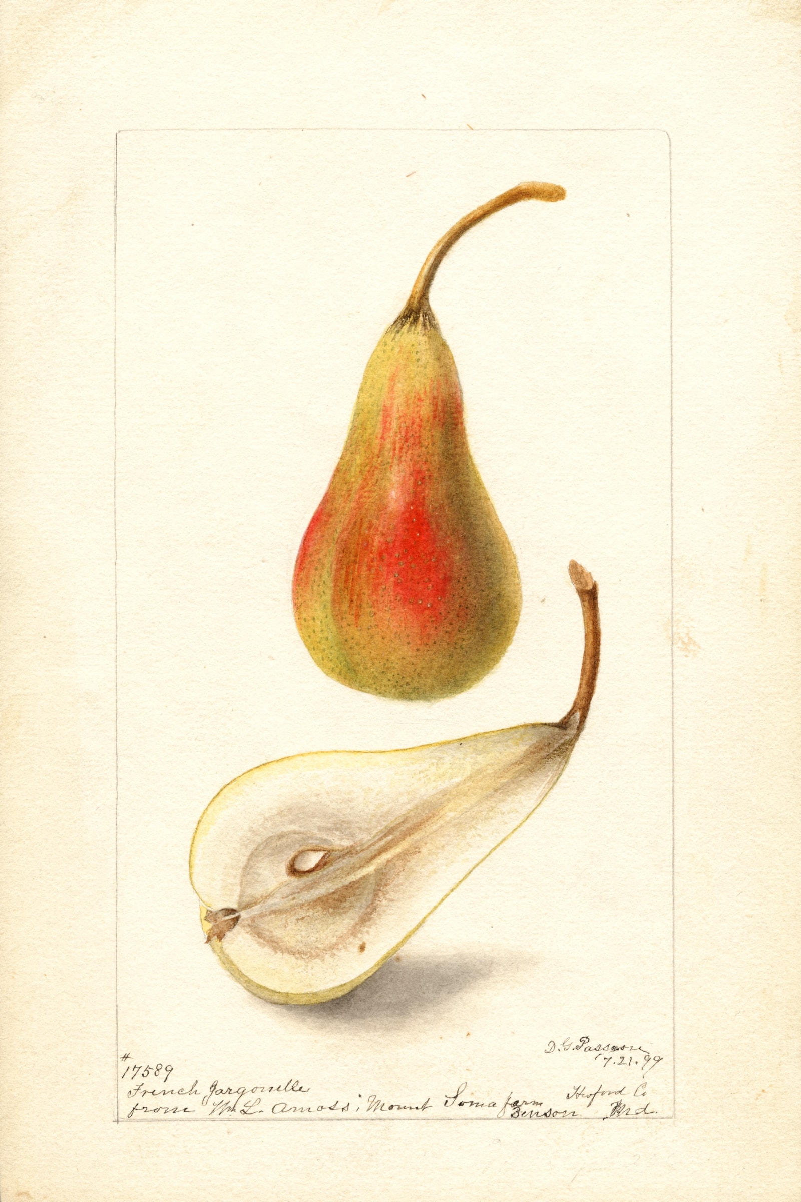 French Jargonelle Pear