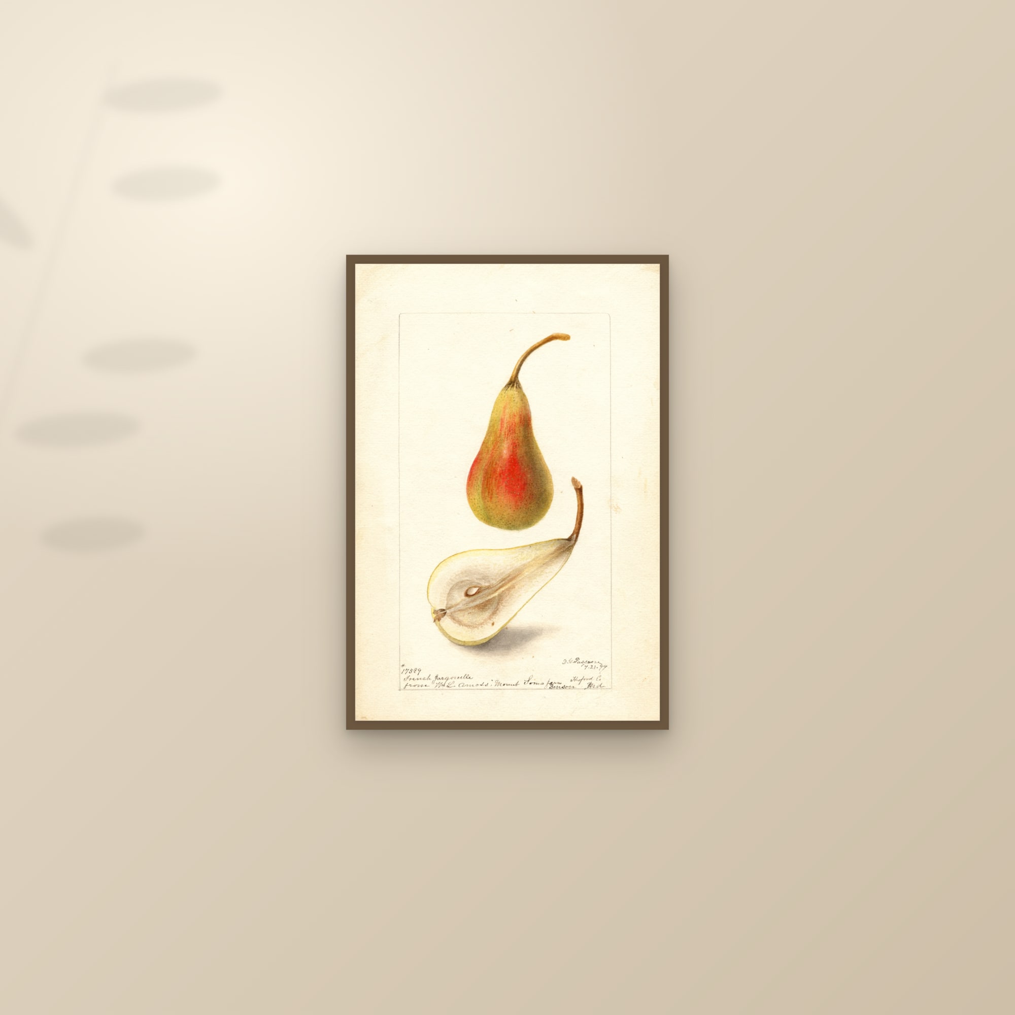French Jargonelle Pear — framed and styled on a sunlit wall