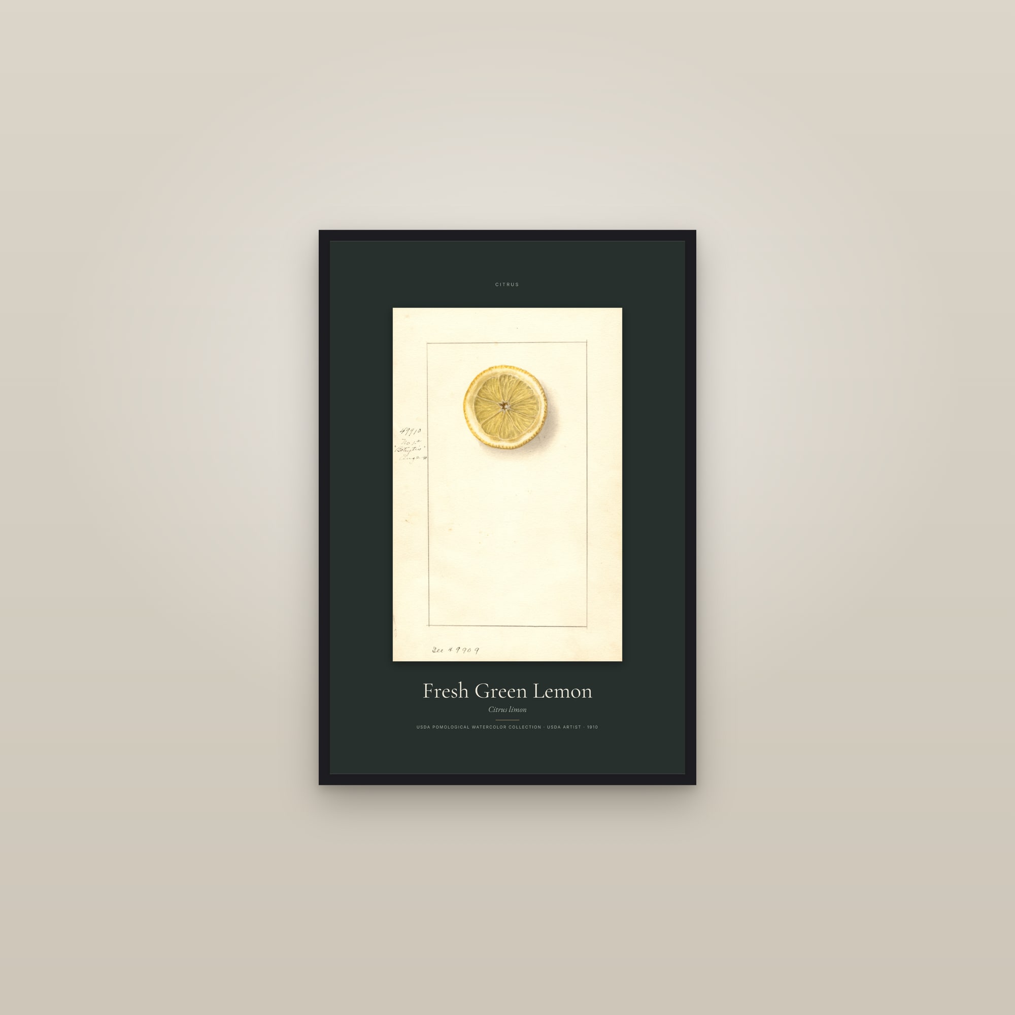 Fresh Green Lemon — Specimen — framed in a gallery setting