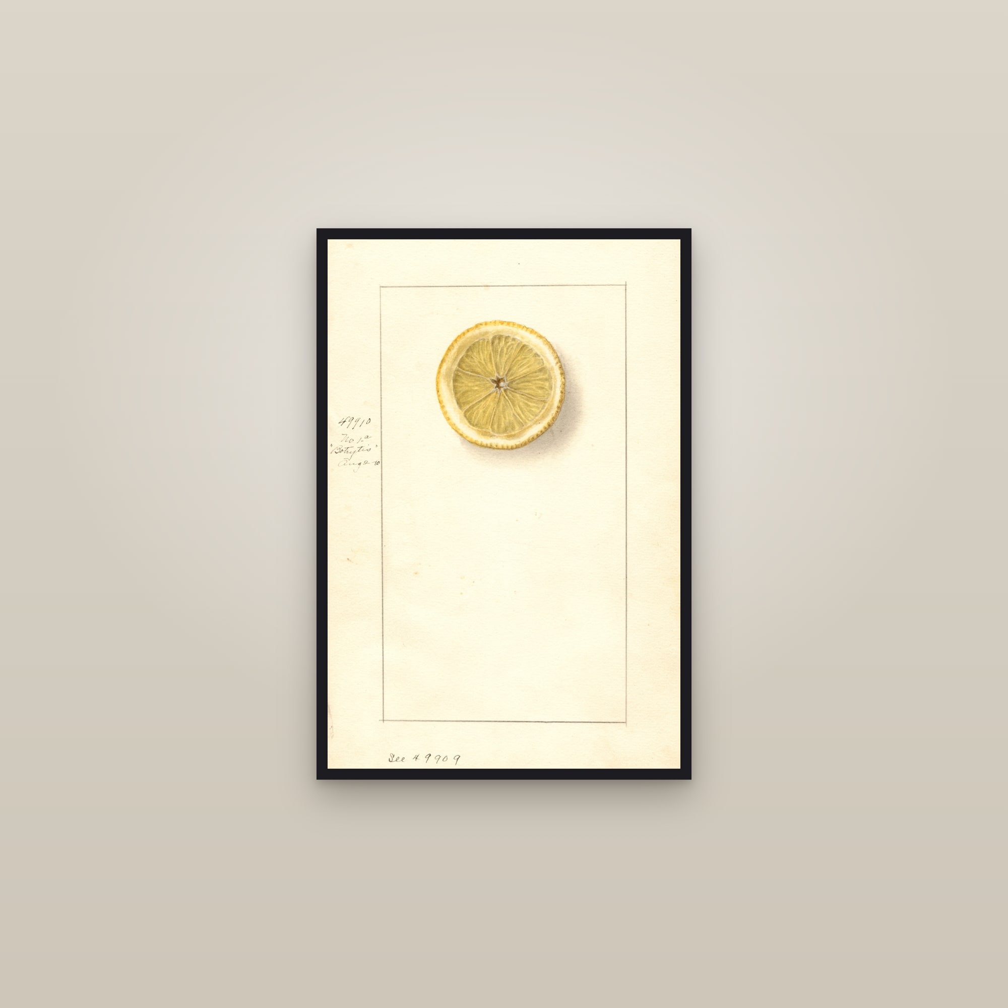 Fresh Green Lemon — framed in a gallery setting