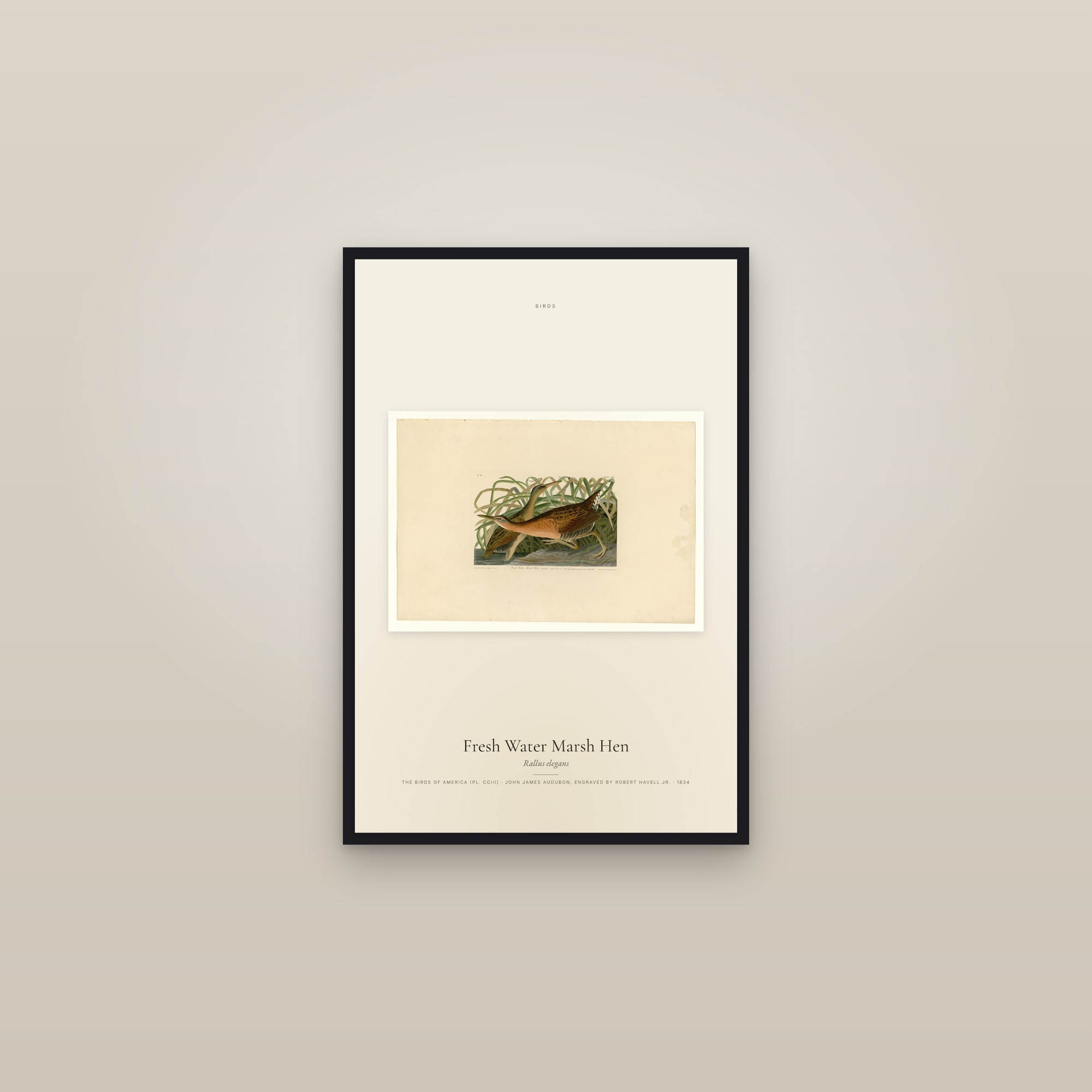 Fresh Water Marsh Hen — framed in a gallery setting