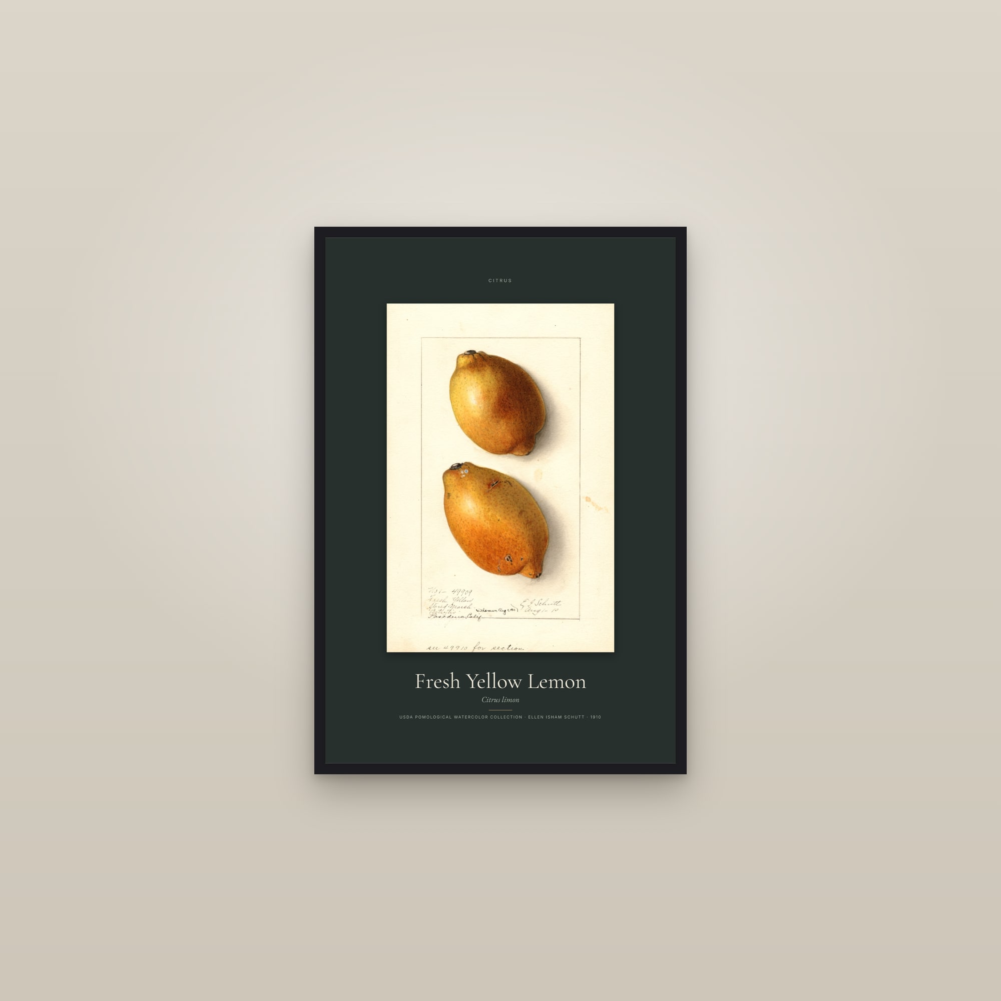 Fresh Yellow Lemon — Specimen — framed in a gallery setting