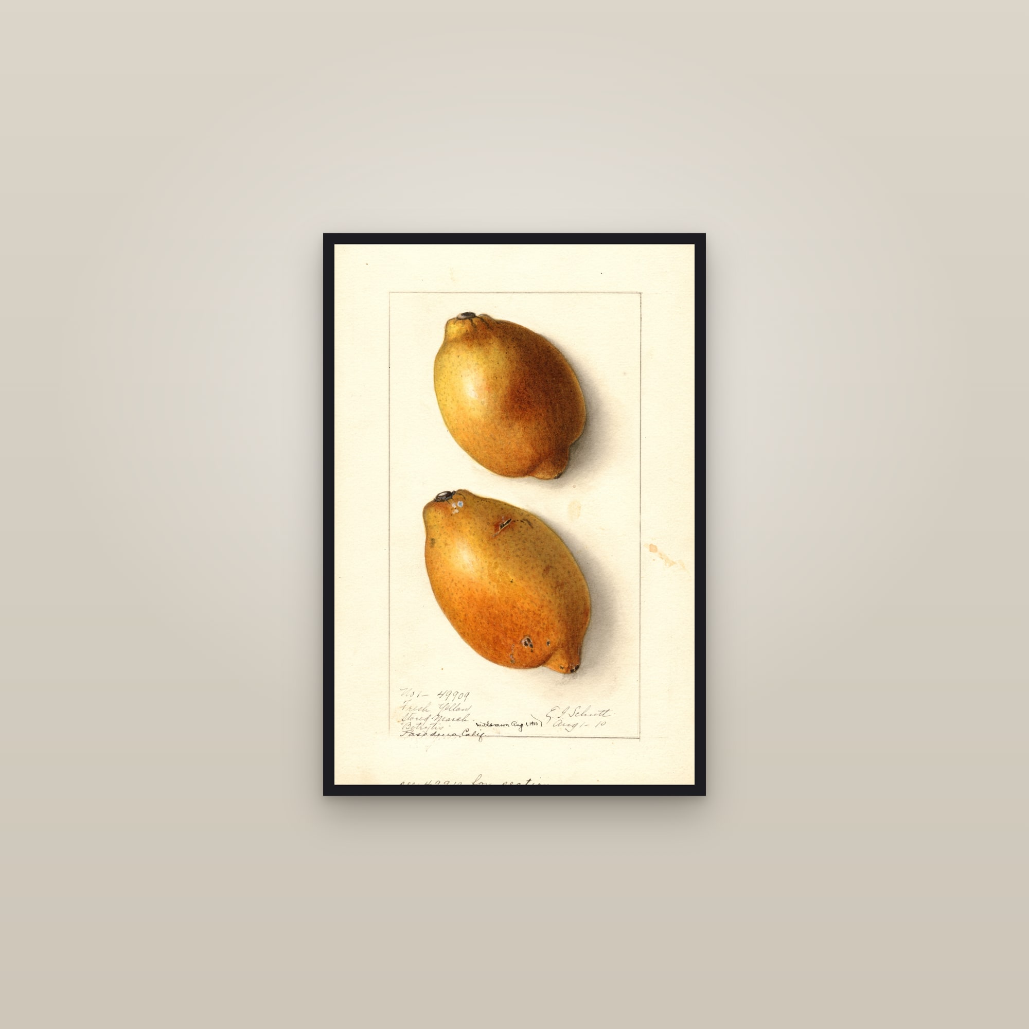Fresh Yellow Lemon — framed in a gallery setting