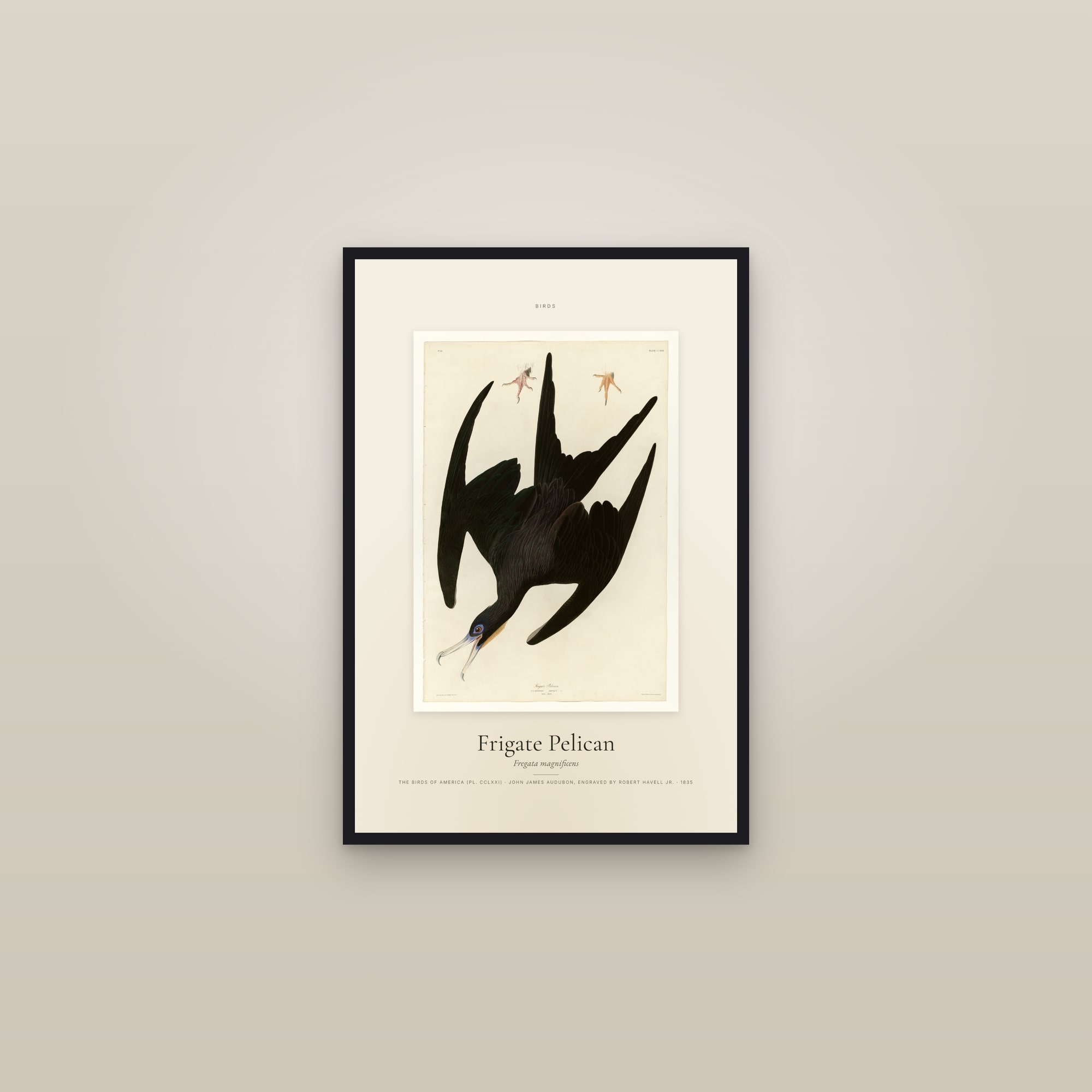Frigate Pelican — Specimen — framed in a gallery setting