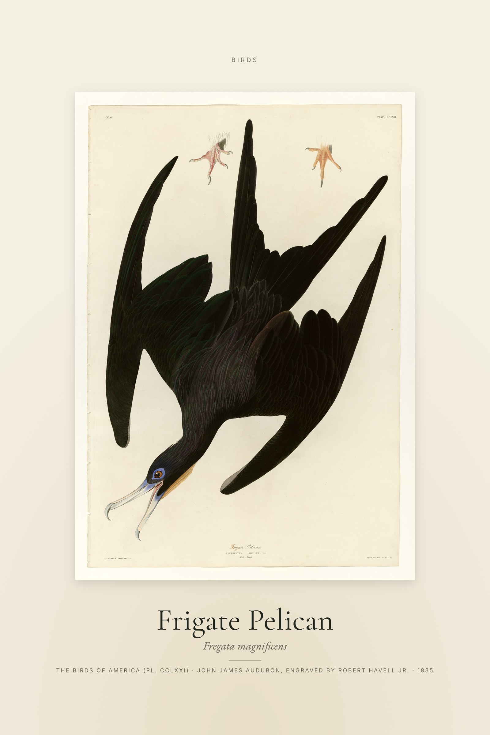Frigate Pelican — Specimen