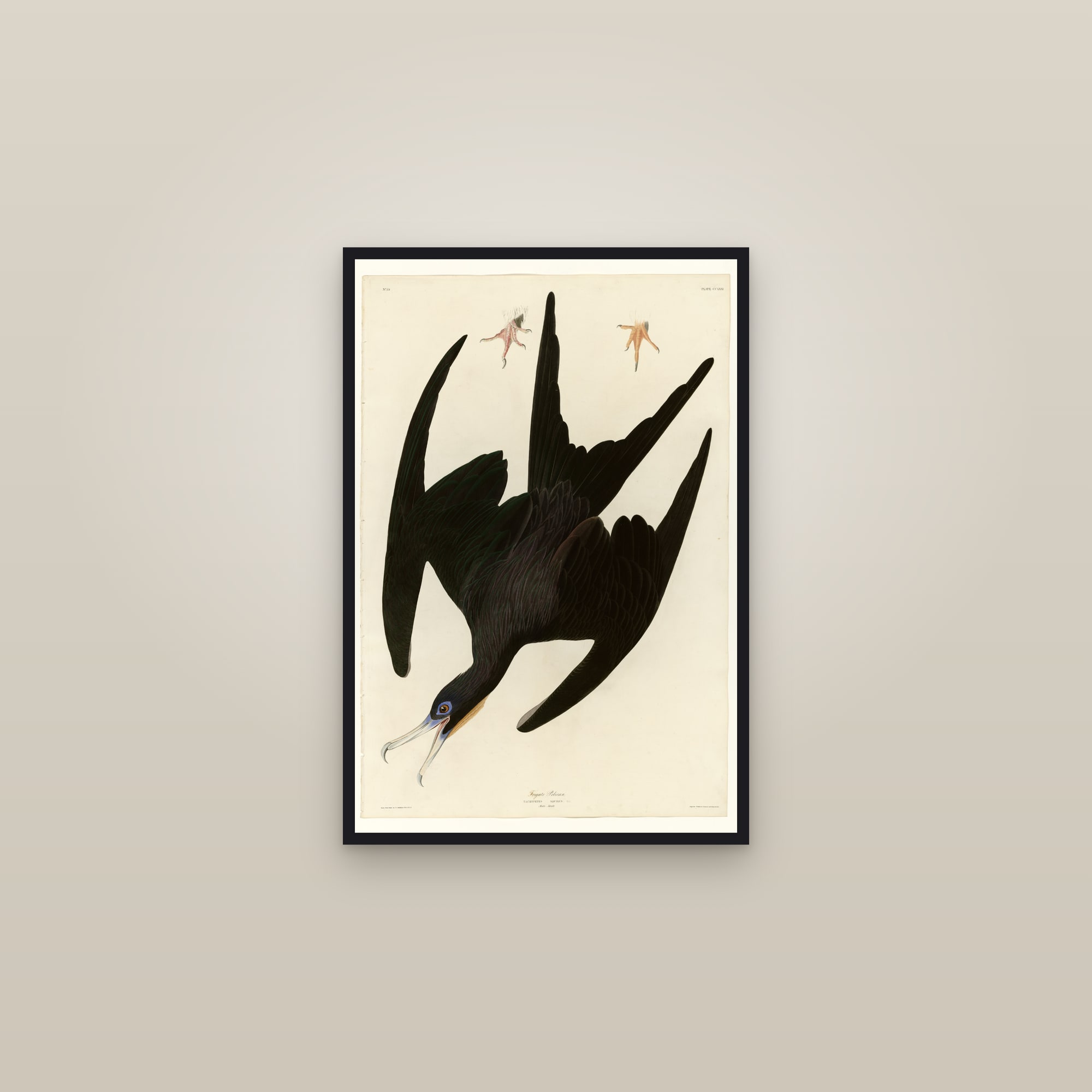 Frigate Pelican — framed in a gallery setting