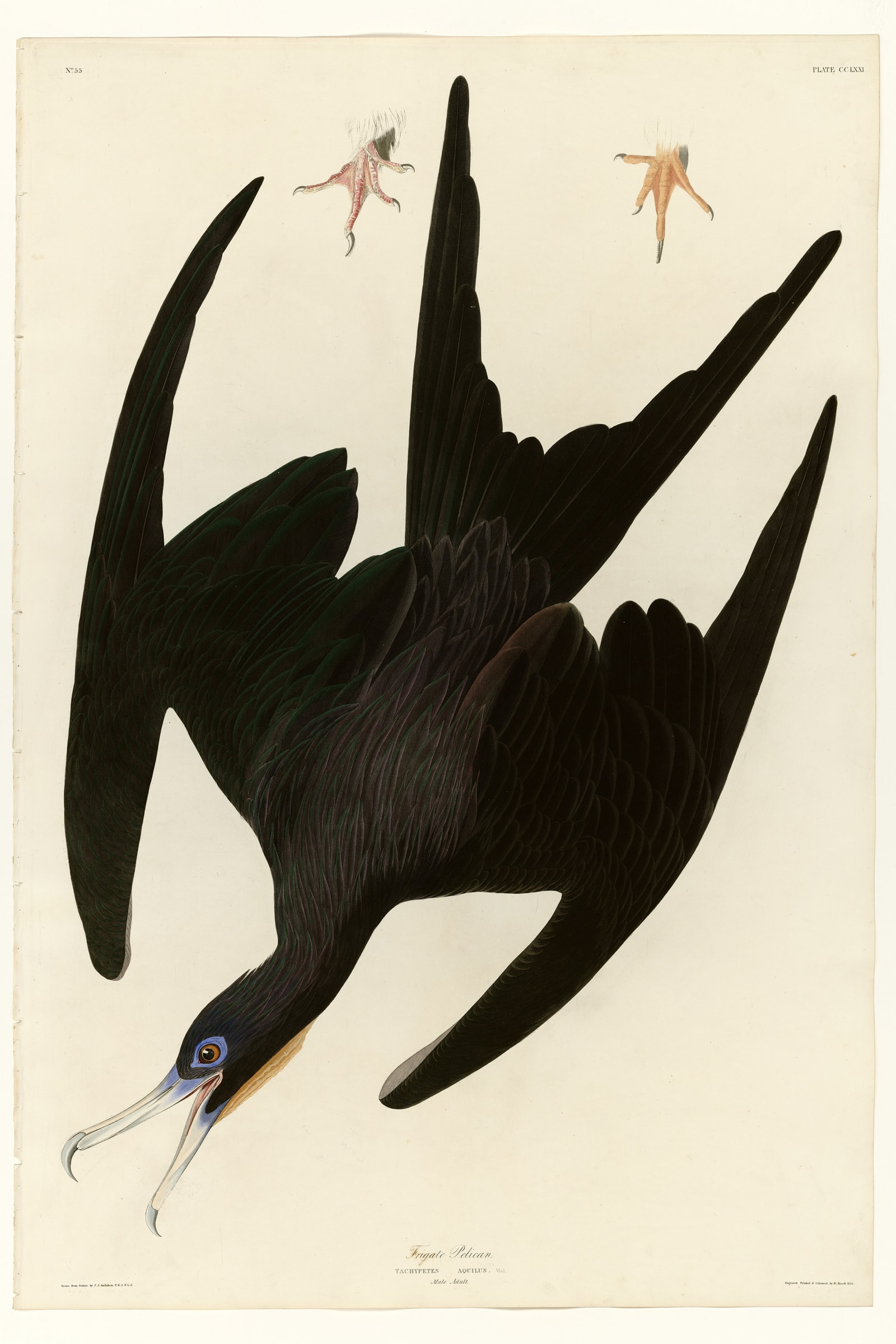 Frigate Pelican