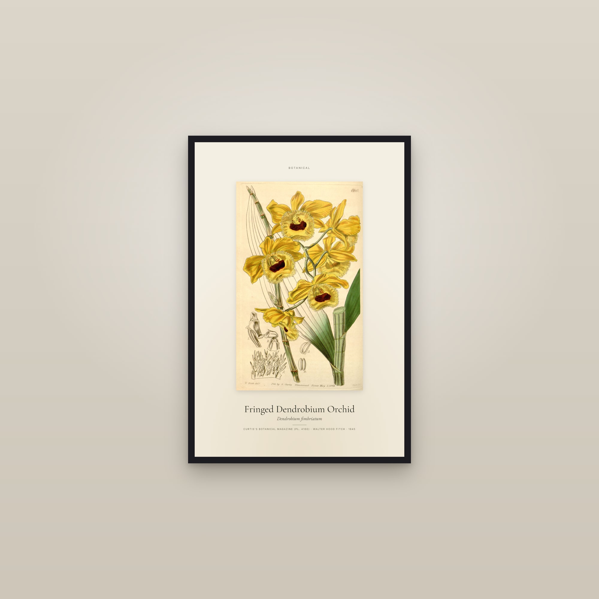 Fringed Dendrobium Orchid — Specimen — framed in a gallery setting