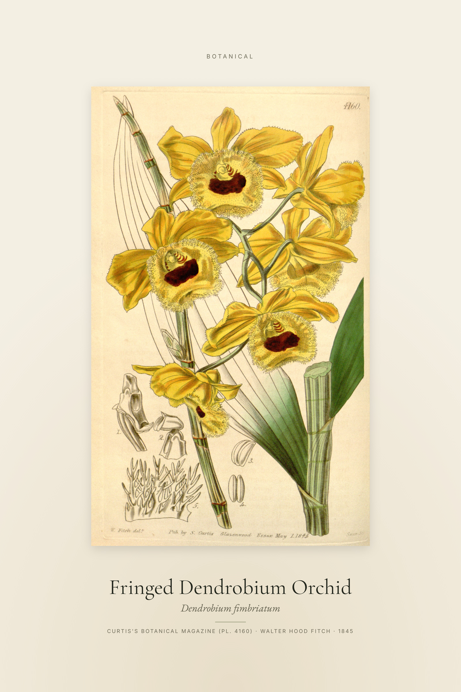 Fringed Dendrobium Orchid — Specimen