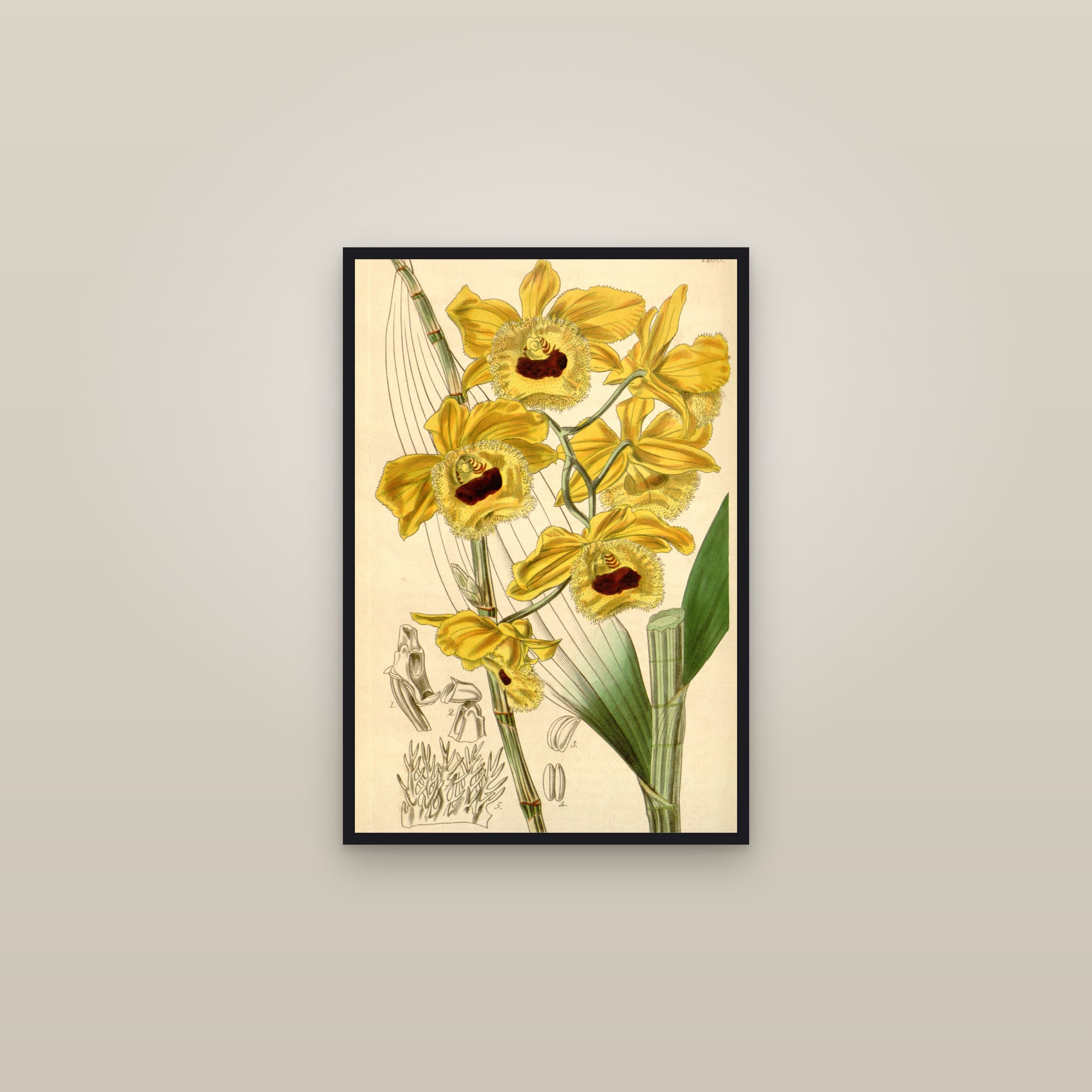 Fringed Dendrobium Orchid — framed in a gallery setting