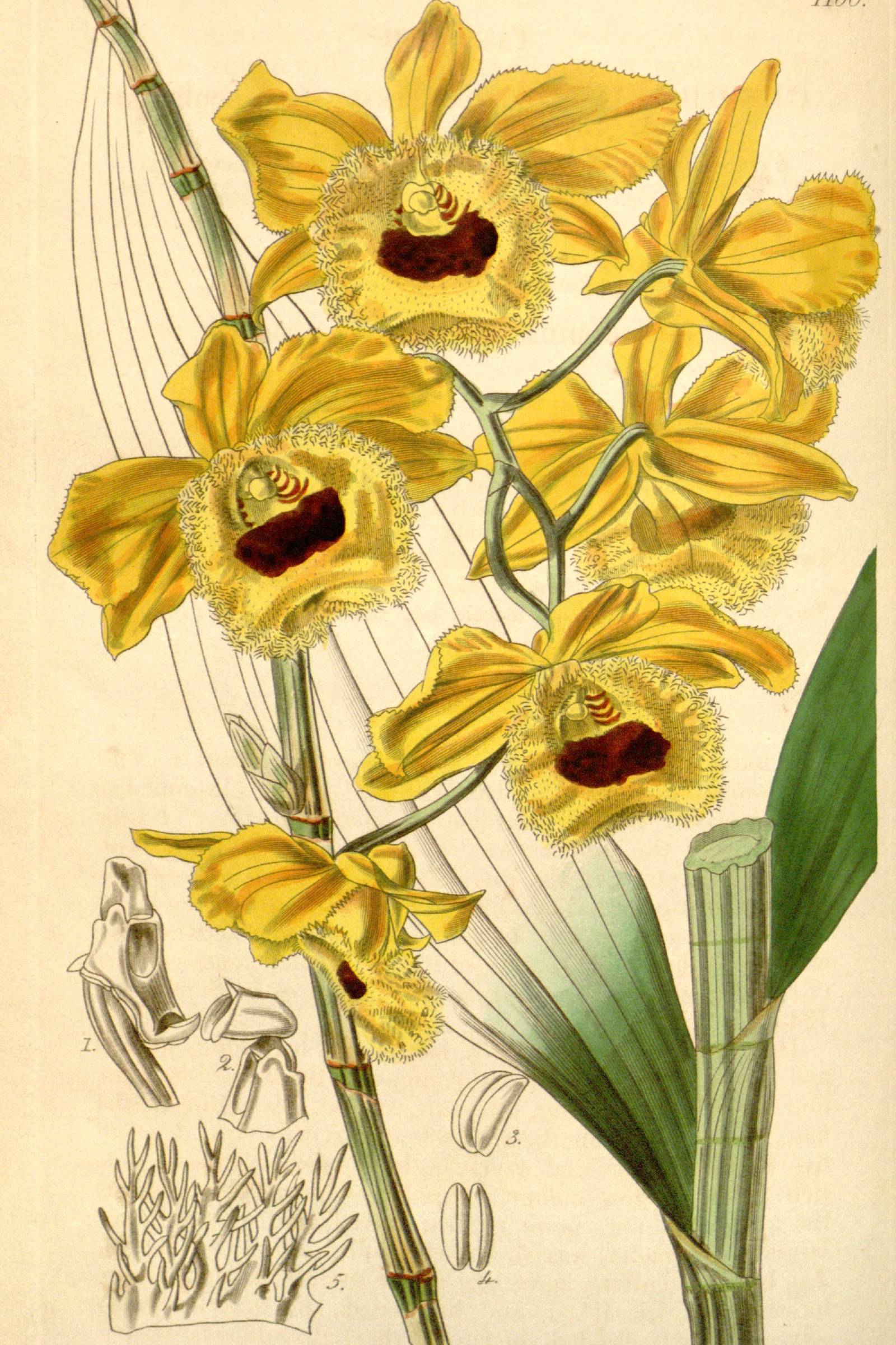 Fringed Dendrobium Orchid