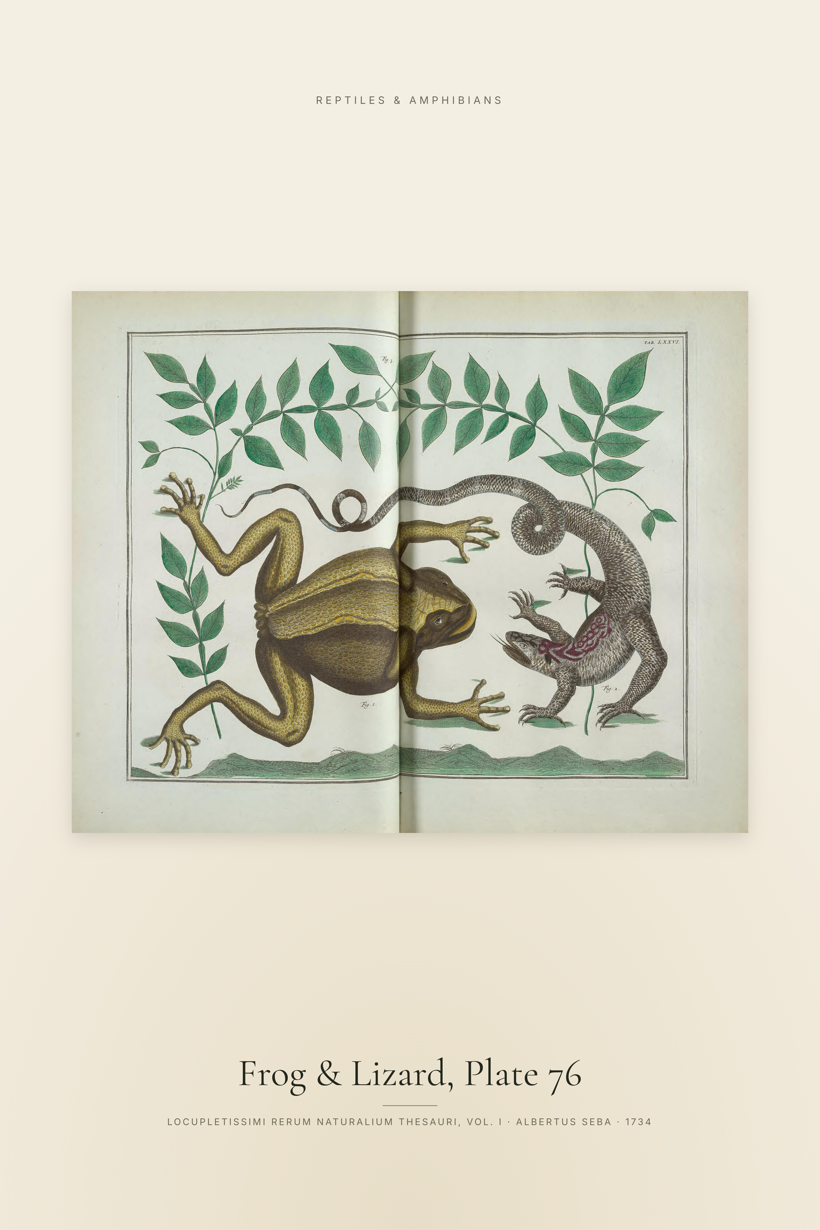 Frog & Lizard, Plate 76