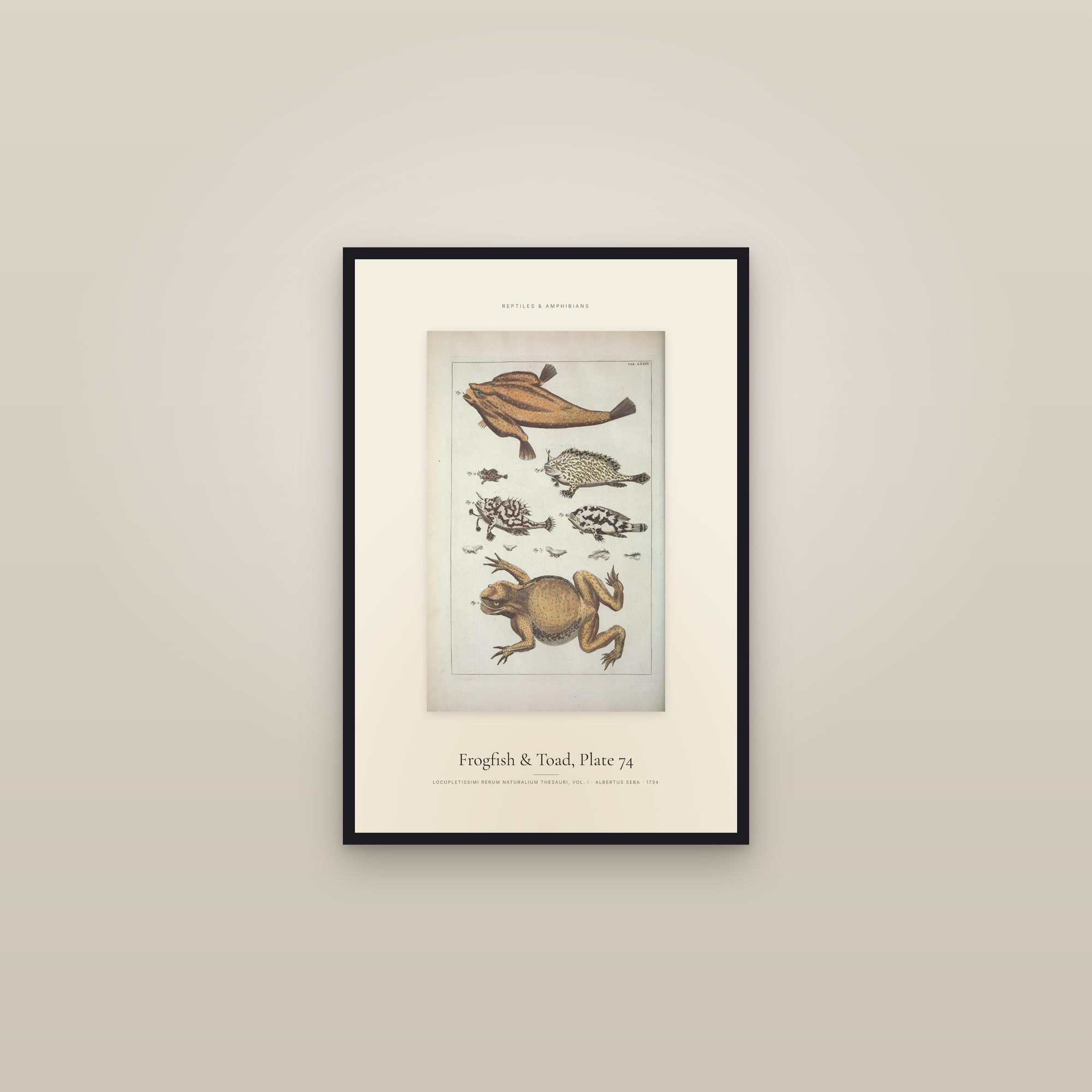 Frogfish & Toad, Plate 74 — Specimen — framed in a gallery setting