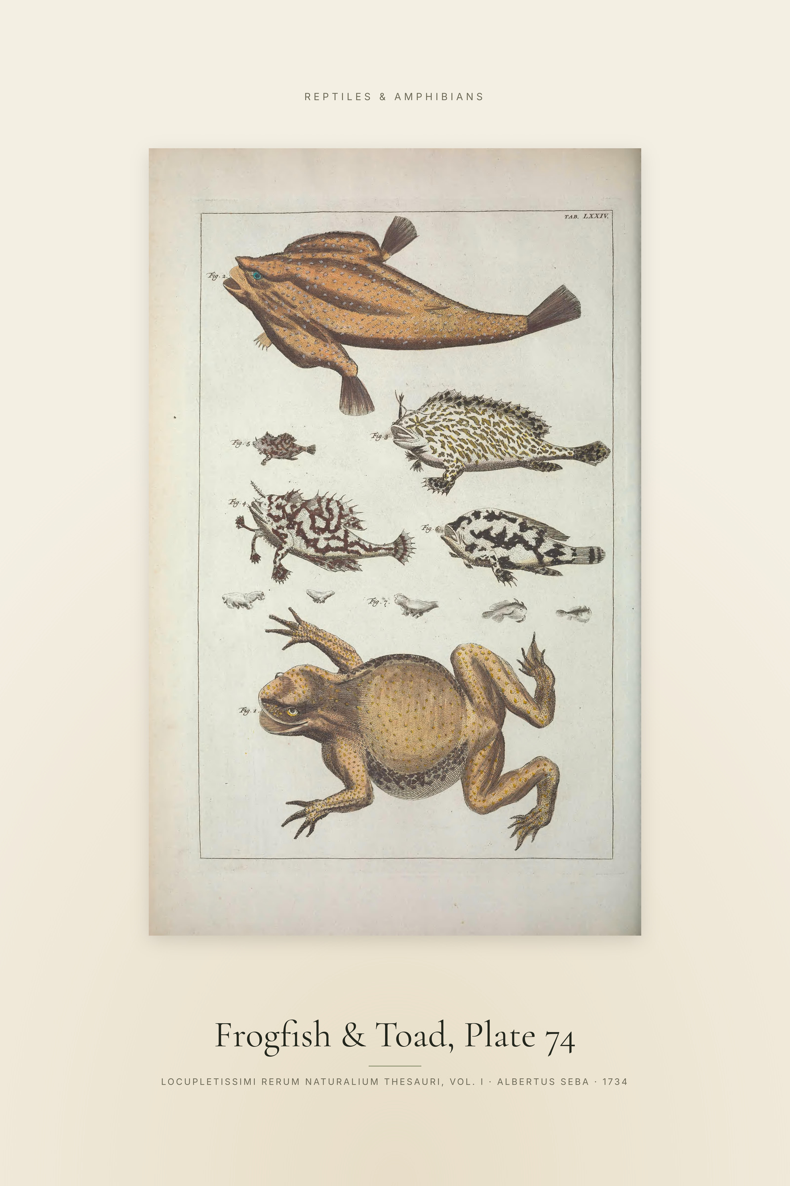 Frogfish & Toad, Plate 74 — Specimen