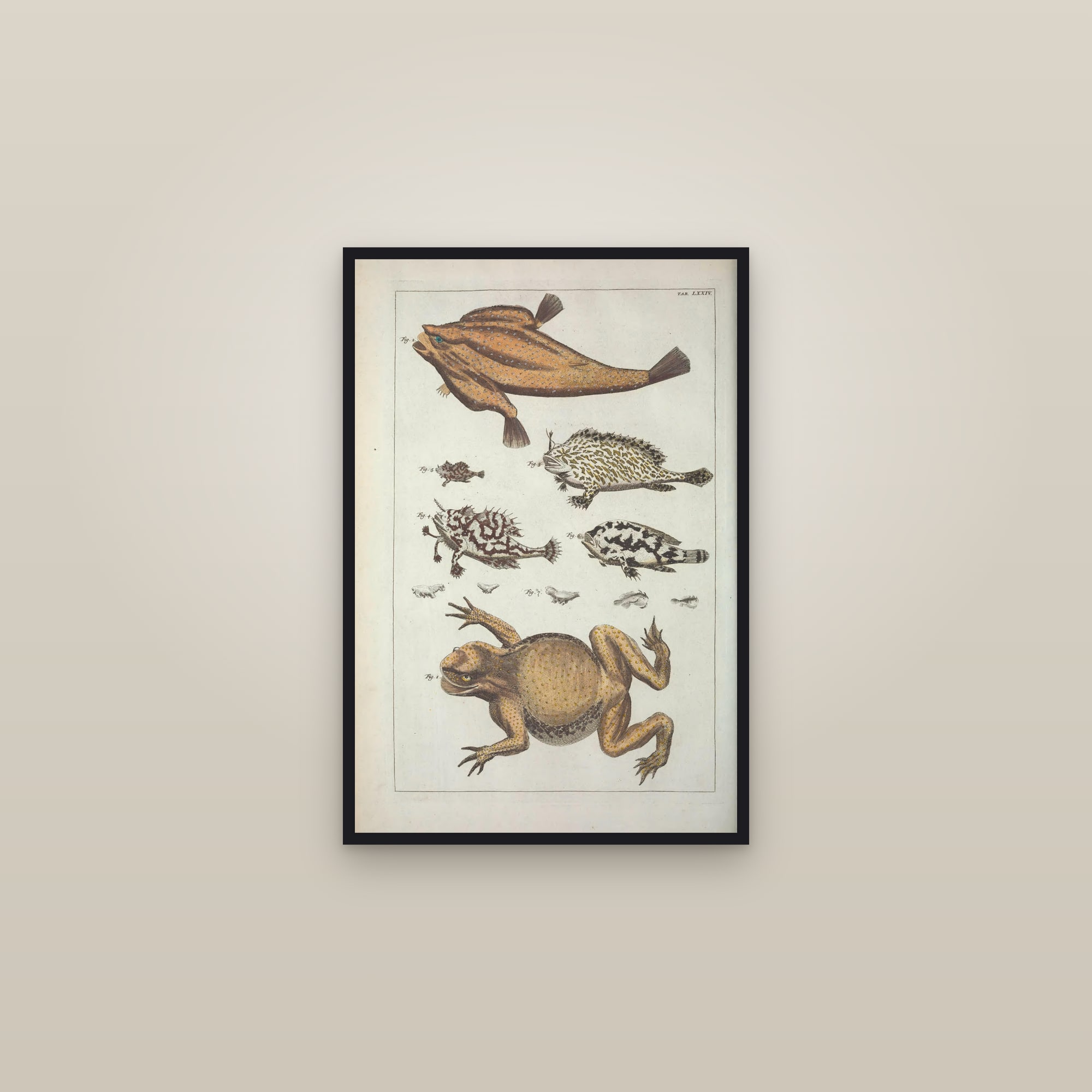 Frogfish & Toad, Plate 74