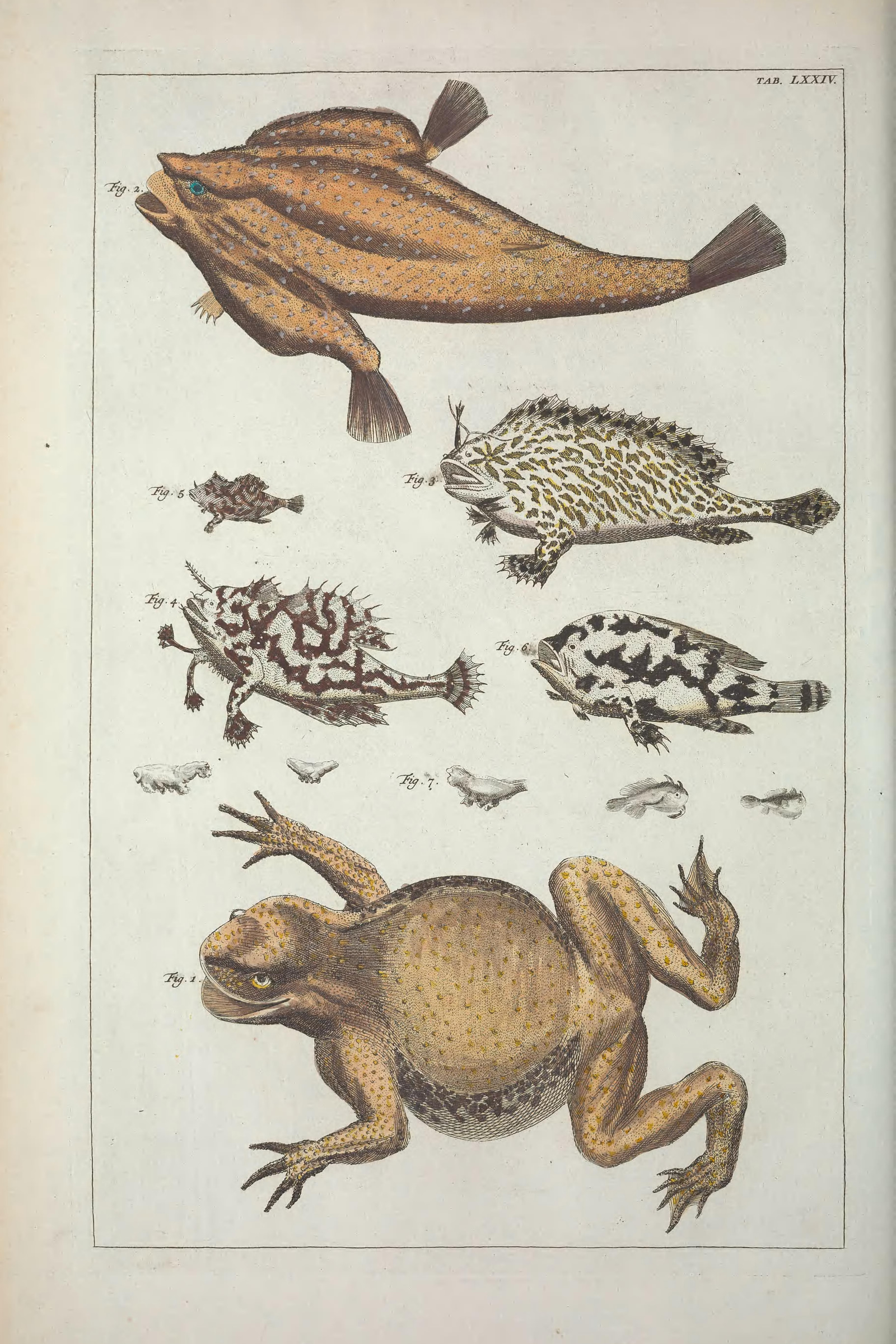 Frogfish & Toad, Plate 74