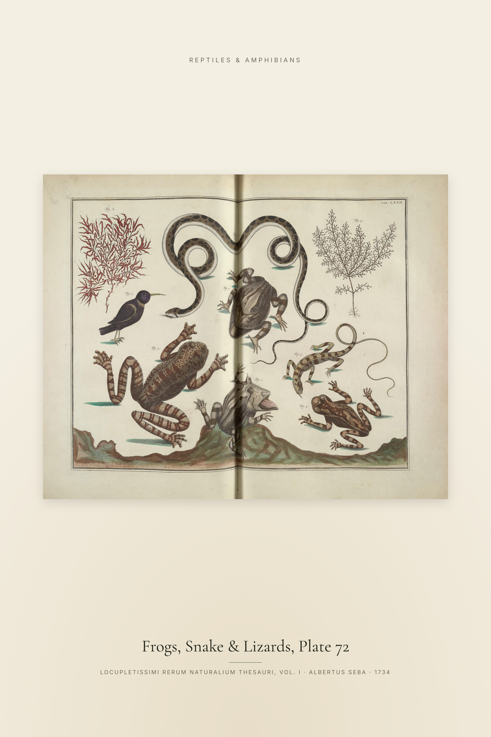Frogs, Snake & Lizards, Plate 72
