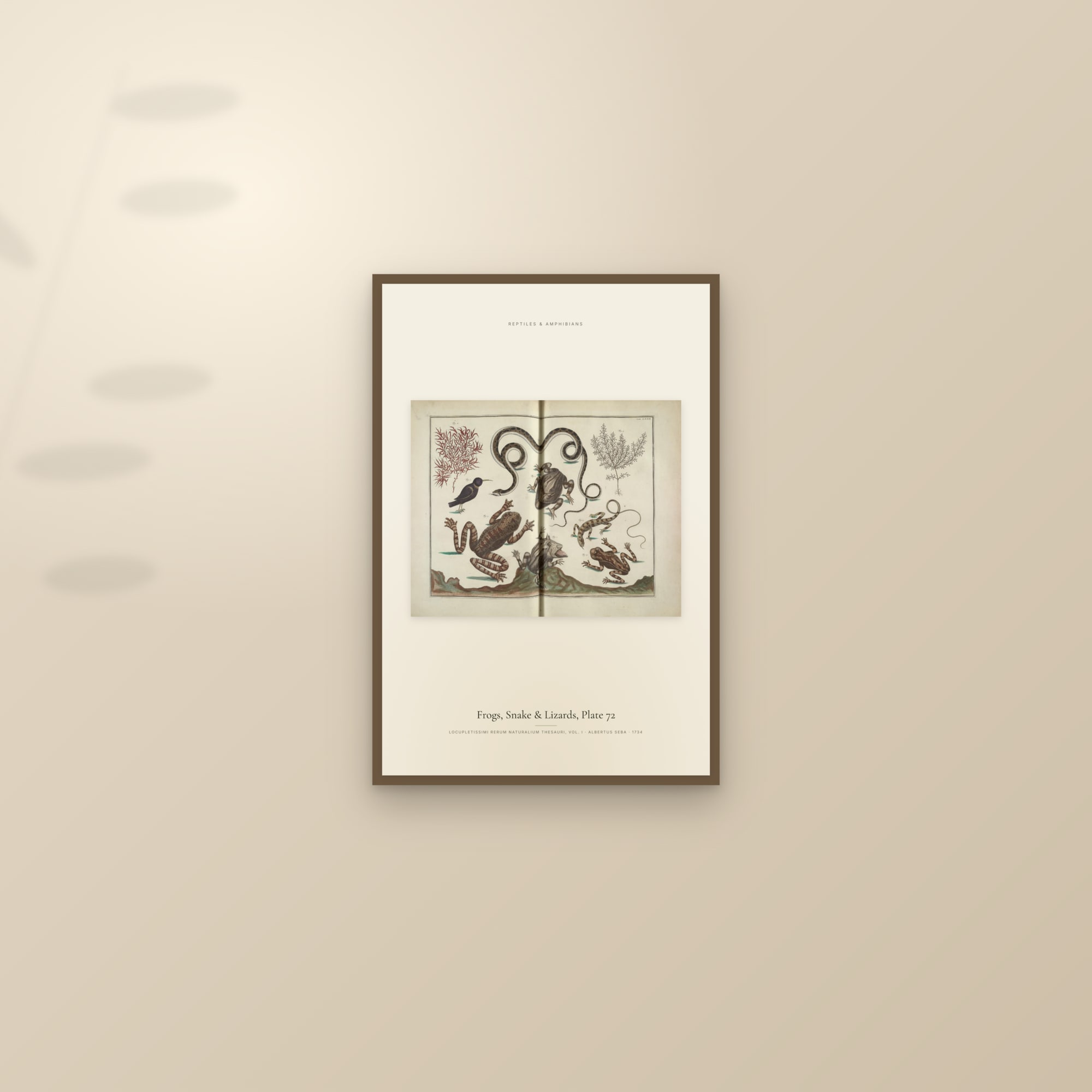 Frogs, Snake & Lizards, Plate 72 — framed and styled on a sunlit wall