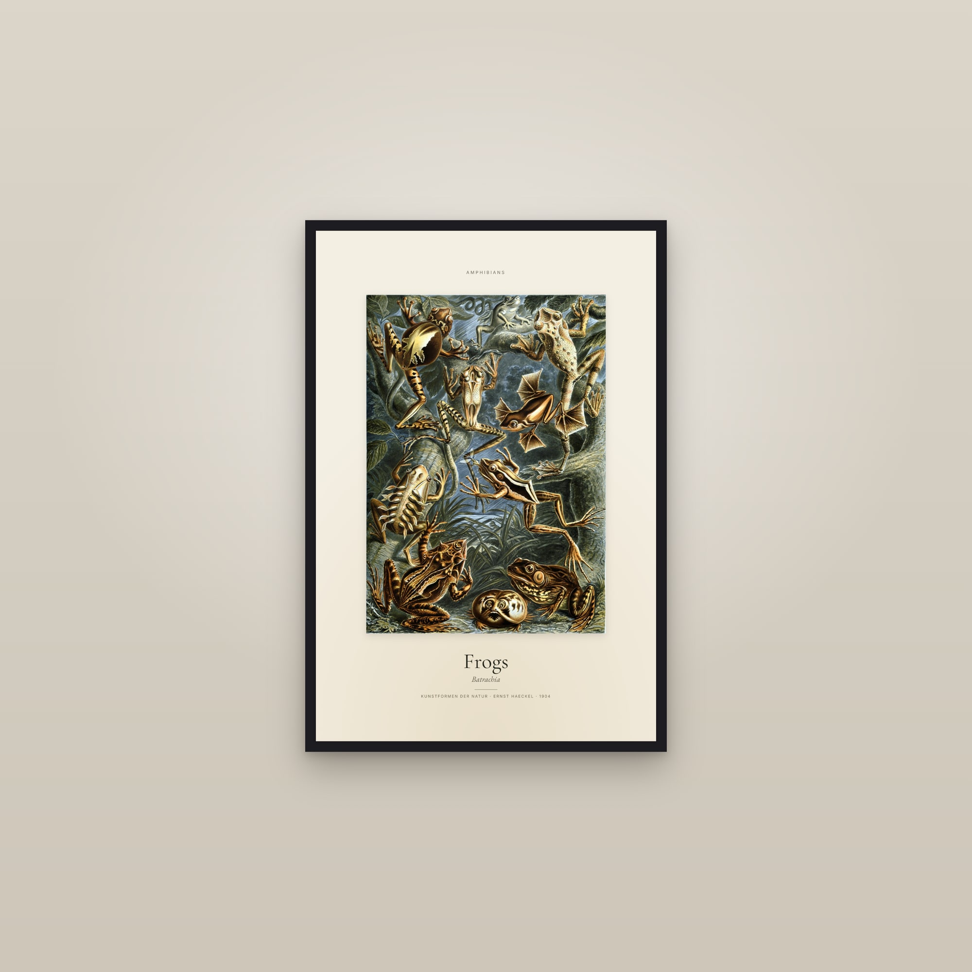 Frogs — Specimen — framed in a gallery setting