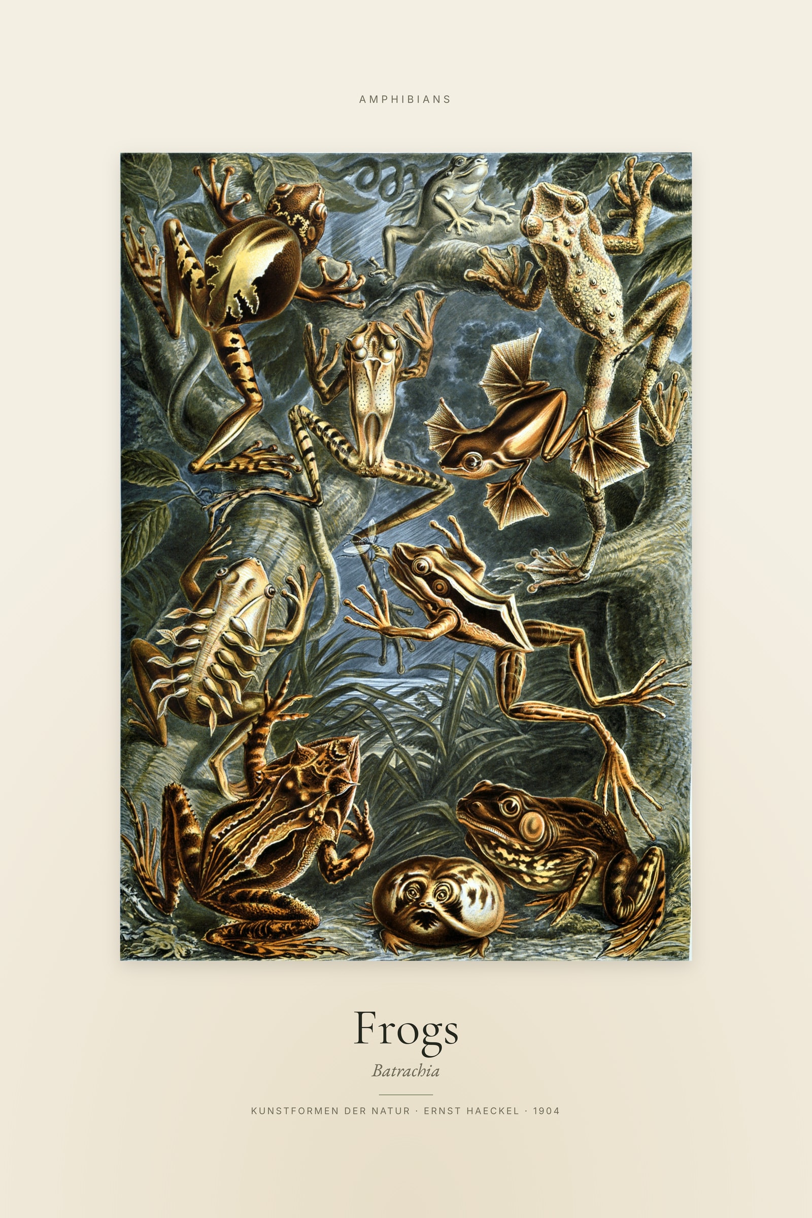 Frogs — Specimen