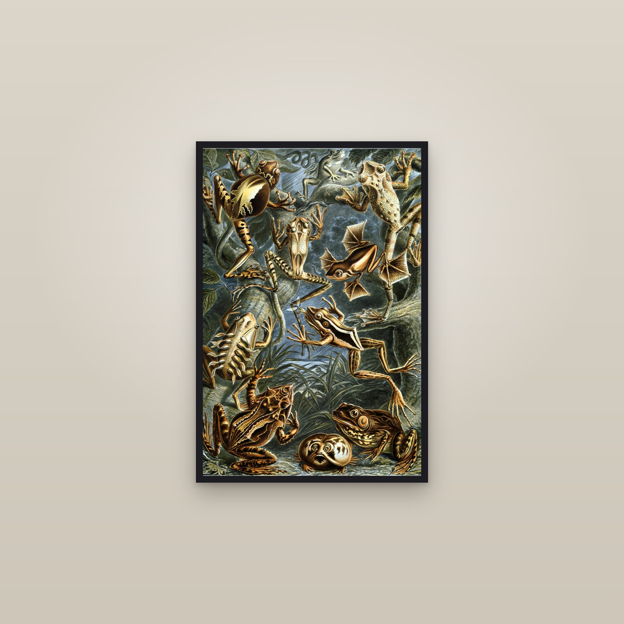 Frogs — framed in a gallery setting